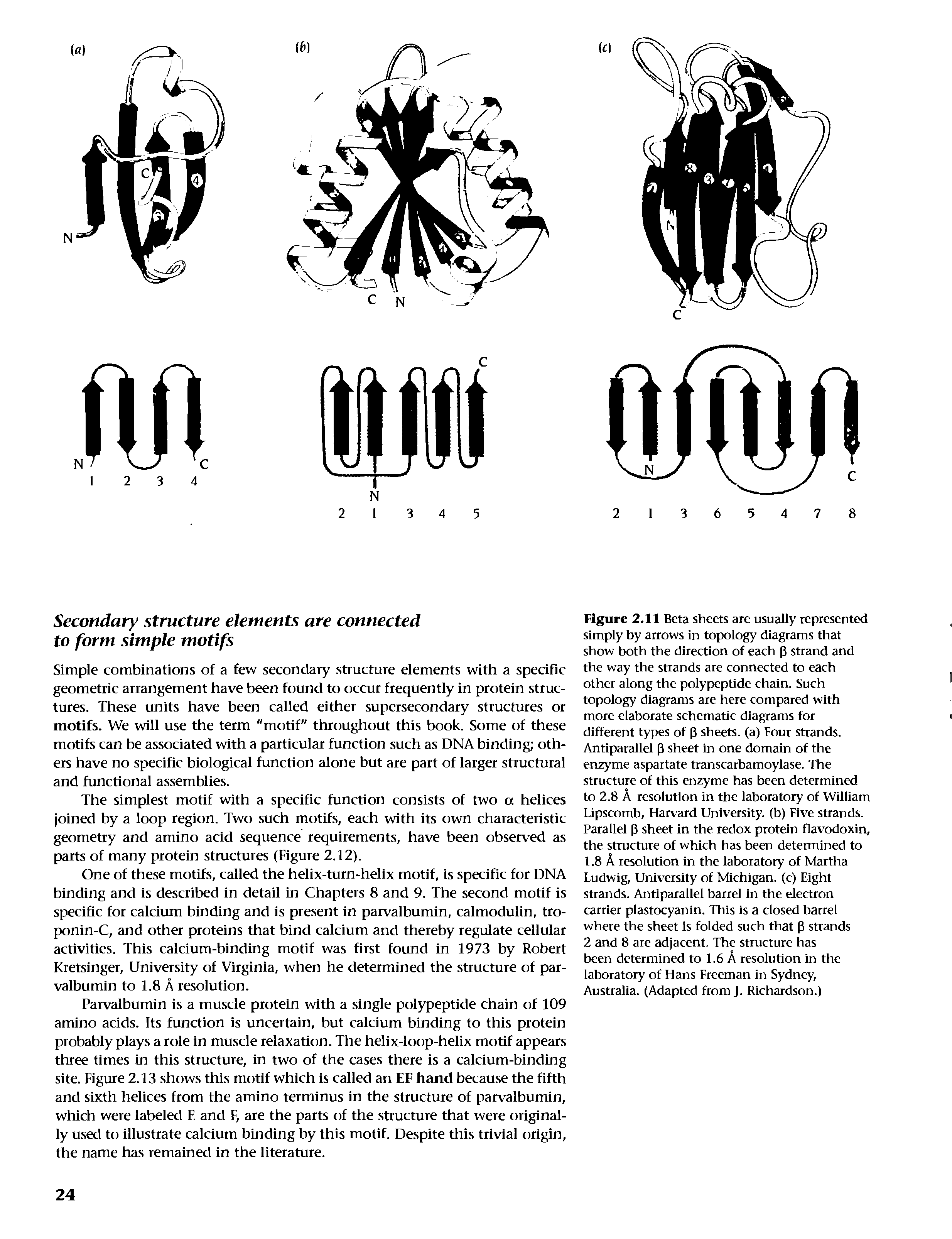 Figure 2.11 Beta sheets are usuaiiy represented simply by arrows in topology diagrams that show both the direction of each (3 strand and the way the strands are connected to each other along the polypeptide chain. Such topology diagrams are here compared with more elaborate schematic diagrams for different types of (3 sheets, (a) Four strands. Antiparallel (3 sheet in one domain of the enzyme aspartate transcarbamoylase. The structure of this enzyme has been determined to 2.8 A resolution in the laboratory of William Lipscomb, Harvard University, (b) Five strands. Parallel (3 sheet in the redox protein flavodoxin, the structure of which has been determined to 1.8 A resolution in the laboratory of Martha Ludwig, University of Michigan, (c) Eight strands. Antiparallel barrel in the electron carrier plastocyanln. This Is a closed barrel where the sheet is folded such that (3 strands 2 and 8 are adjacent. The structure has been determined to 1.6 A resolution in the laboratory of Hans Freeman in Sydney, Australia. (Adapted from J. Richardson.)...