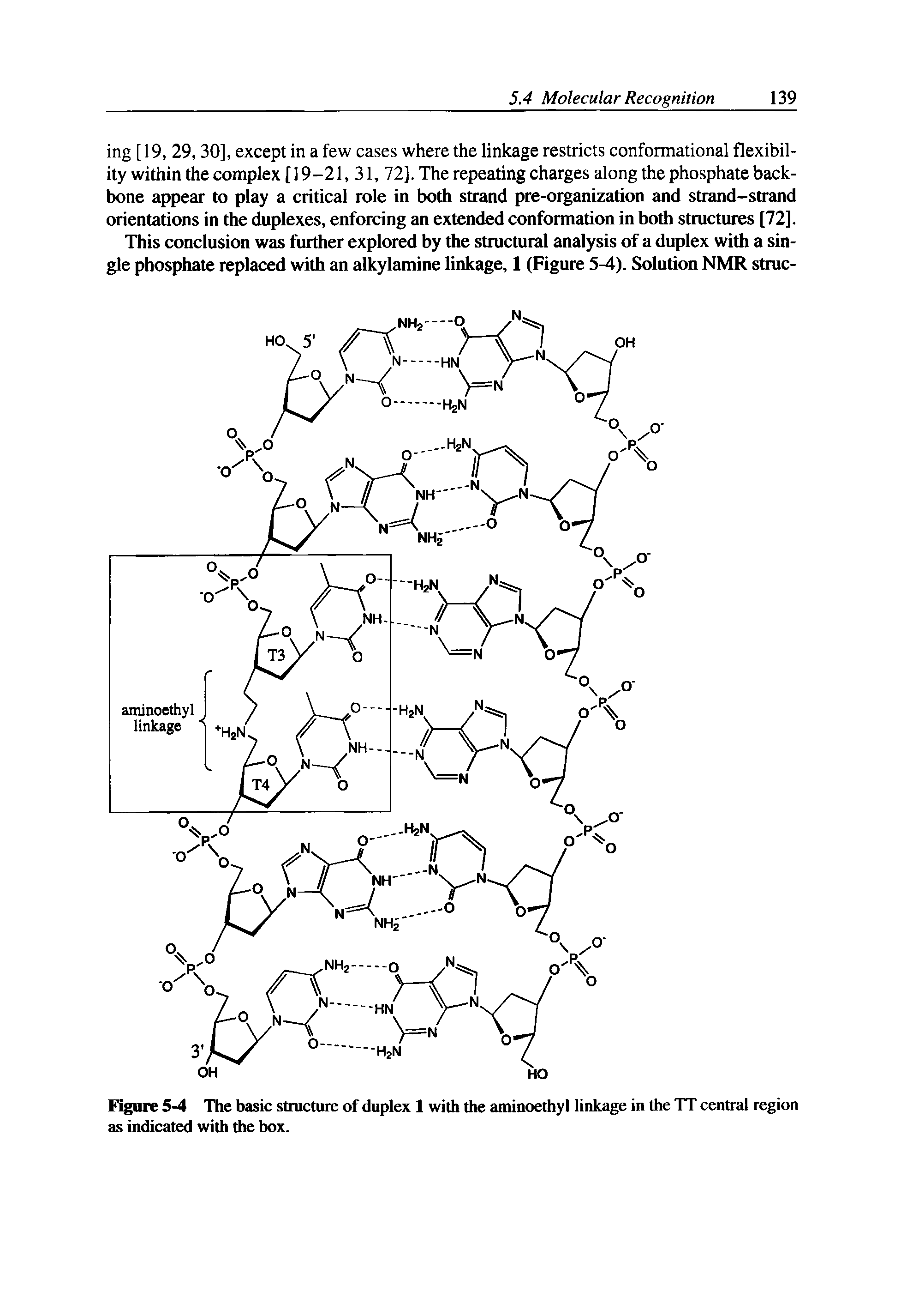 Figure 5-4 The basic structure of duplex 1 with the aminoethyl linkage in the TT central region as indicated with the box.