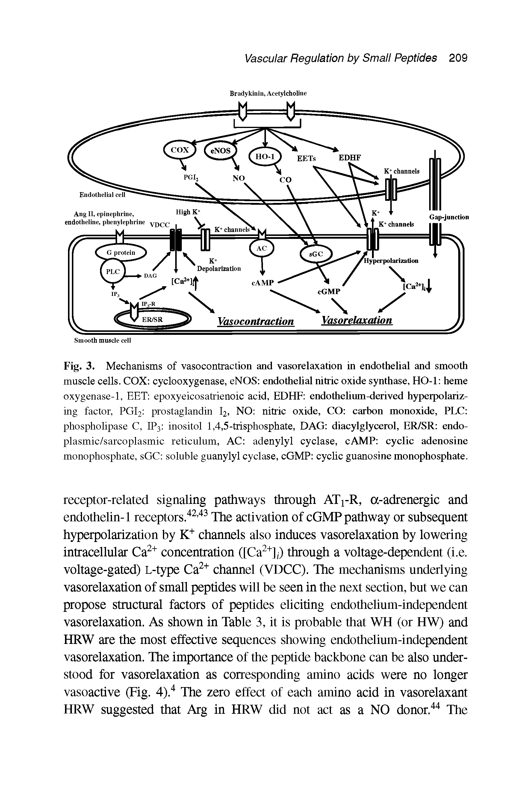 Fig. 3. Mechanisms of vasocontraction and vasorelaxation in endothelial and smooth muscle cells. COX cyclooxygenase, eNOS endothelial nitric oxide synthase, HO-1 heme oxygenase-1, EET epoxyeicosatrienoic acid, EDHF endothelium-derived hyperpolariz-ing factor, PGI2 prostaglandin I2, NO nitric oxide, CO carbon monoxide, PLC phospholipase C, IP3 inositol 1,4,5-trisphosphate, DAG diacylglycerol, ER/SR endo-plasmic/sarcoplasmic reticulum, AC adenylyl cyclase, cAMP cyclic adenosine monophosphate, sGC soluble guanylyl cyclase, cGMP cyclic guanosine monophosphate.