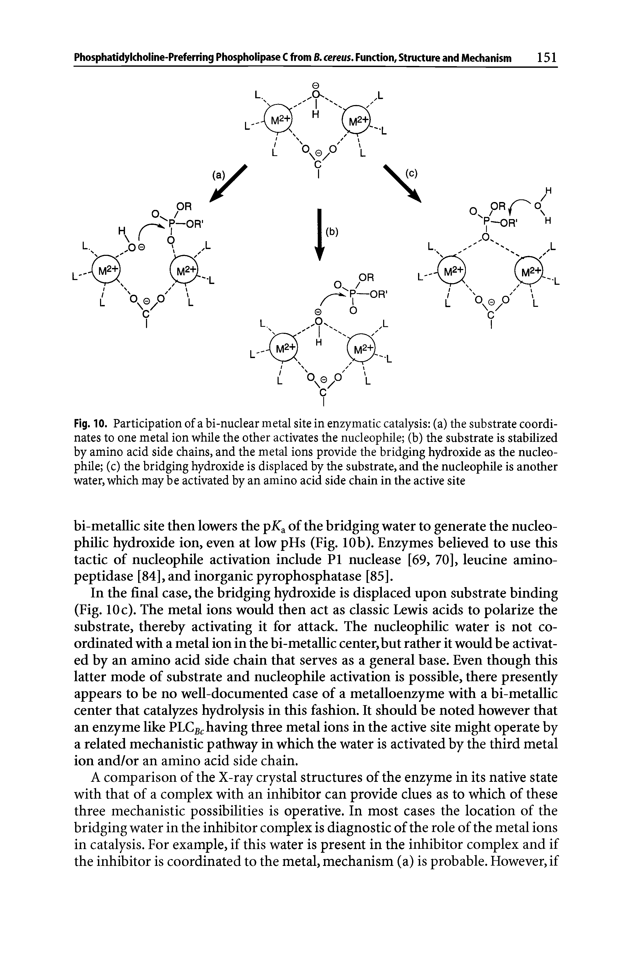 Fig. 10. Participation of a bi-nuclear metal site in enzymatic catalysis (a) the substrate coordinates to one metal ion while the other activates the nucleophile (b) the substrate is stabilized by amino acid side chains, and the metal ions provide the bridging hydroxide as the nucleophile (c) the bridging hydroxide is displaced by the substrate, and the nucleophile is another water, which may be activated by an amino acid side chain in the active site...