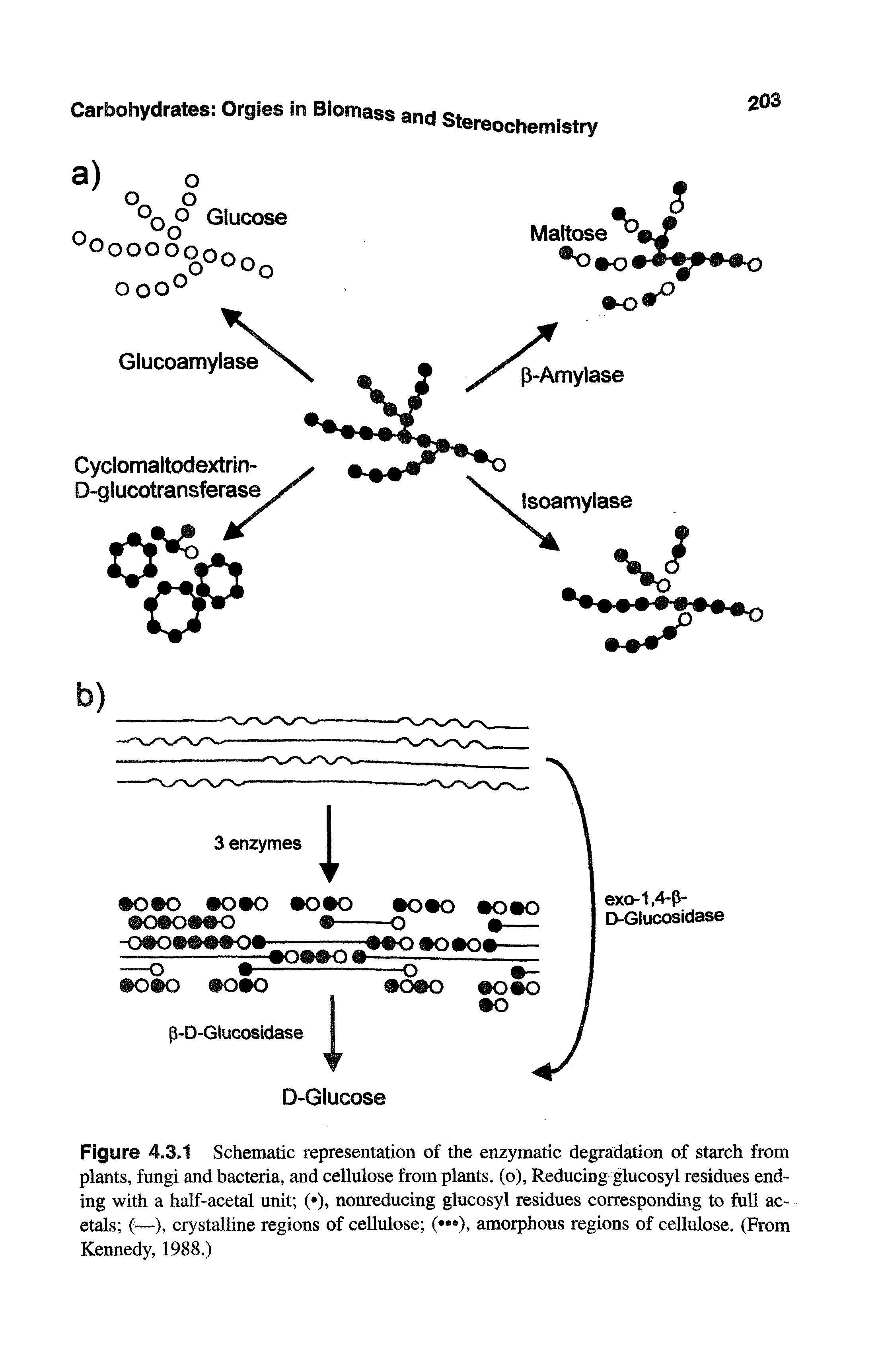 Figure 4.3.1 Schematic representation of the enzymatic degradation of starch from plants, fungi and bacteria, and cellulose from plants, (o), Reducing glucosyl residues ending with a half-acetal unit ( ), nonreducing glucosyl residues corresponding to full ac-etals f—), crystalline regions of cellulose ( ), amorphous regions of cellulose. (From Kennedy, 1988.)...
