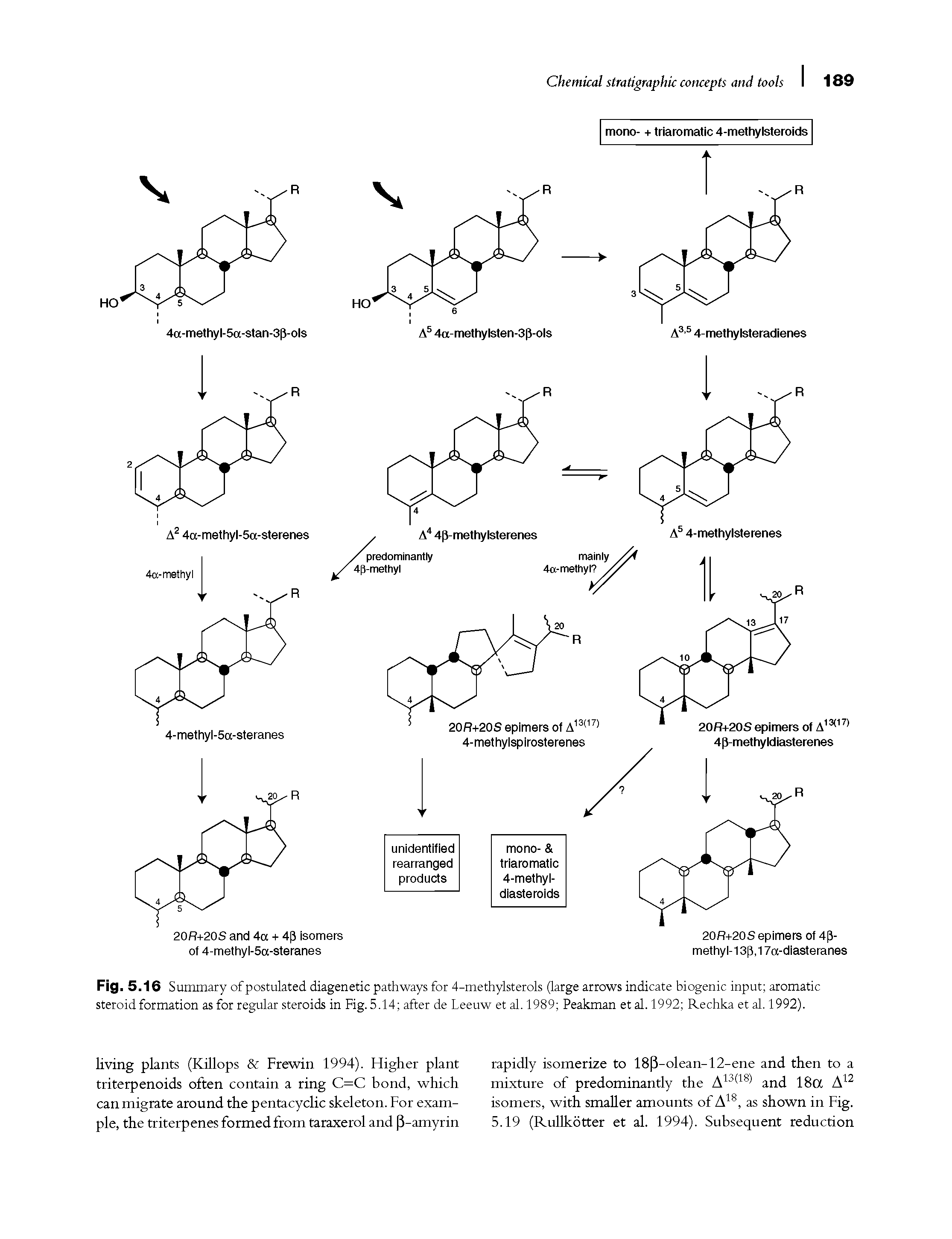 Fig. 5.16 Summary of postulated diagenetic pathways for 4-methylsterols (large arrows indicate biogenic input aromatic steroid formation as for regular steroids in Fig. 5.14 after de Leeuw et al. 1989 Peakman et al. 1992 Rechka et al. 1992).