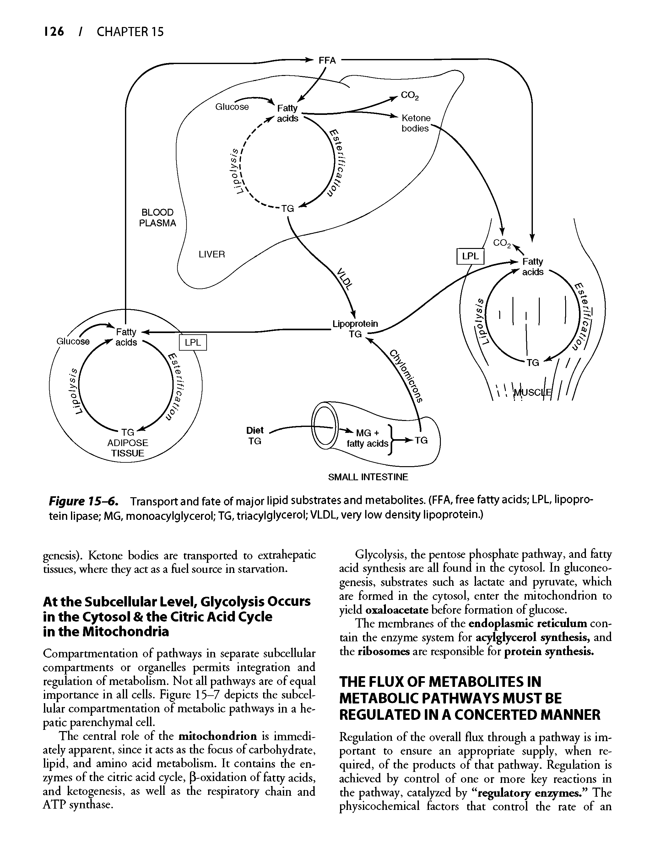 Figure 15-6. Transport and fate of major lipid substrates and metabolites. (FFA, free fatty acids LPL, lipoprotein lipase MG, monoacylglycerol TG, triacylglycerol VLDL, very low density lipoprotein.)...