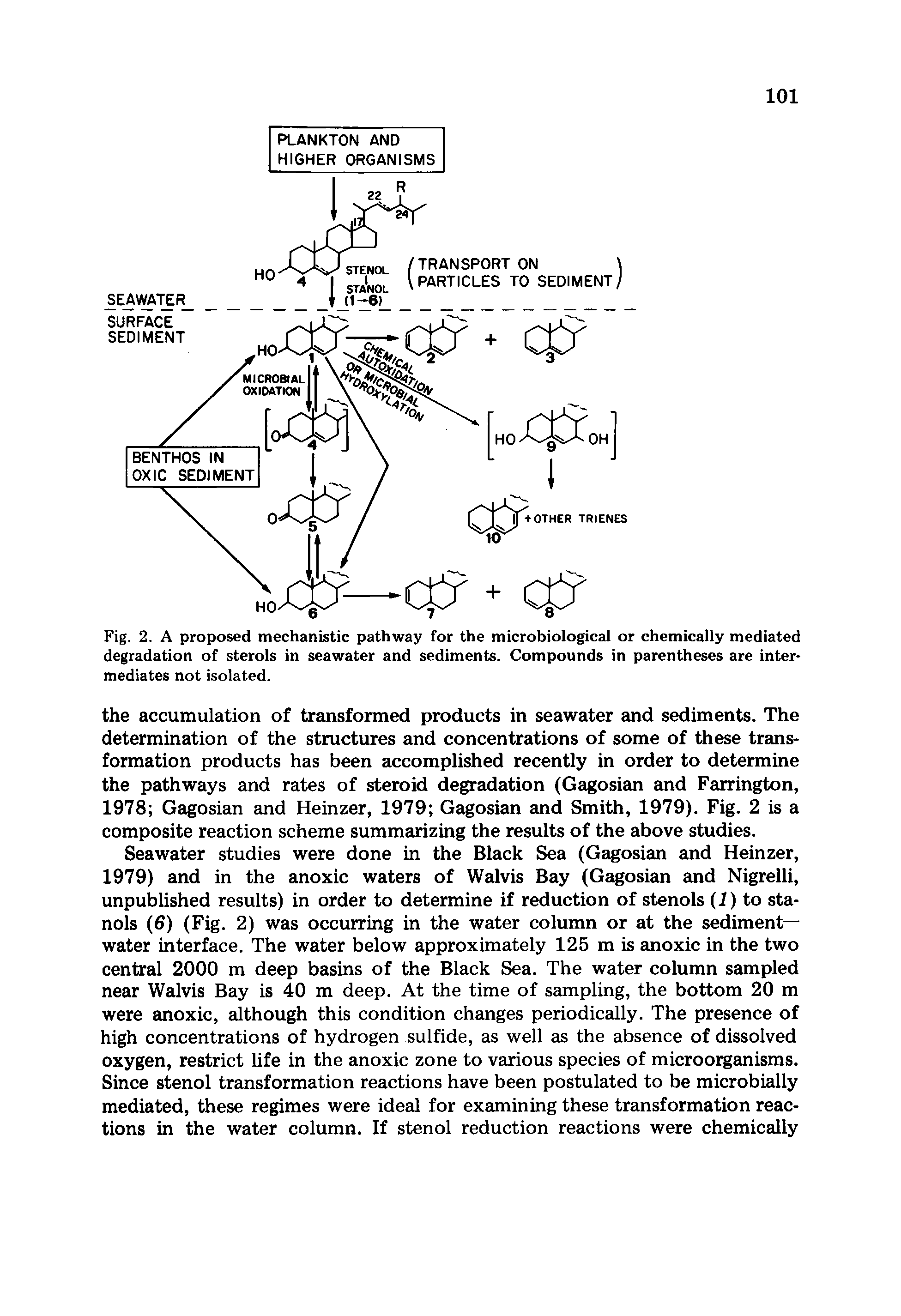 Fig. 2. A proposed mechanistic pathway for the microbiological or chemically mediated degradation of sterols in seawater and sediments. Compounds in parentheses are intermediates not isolated.
