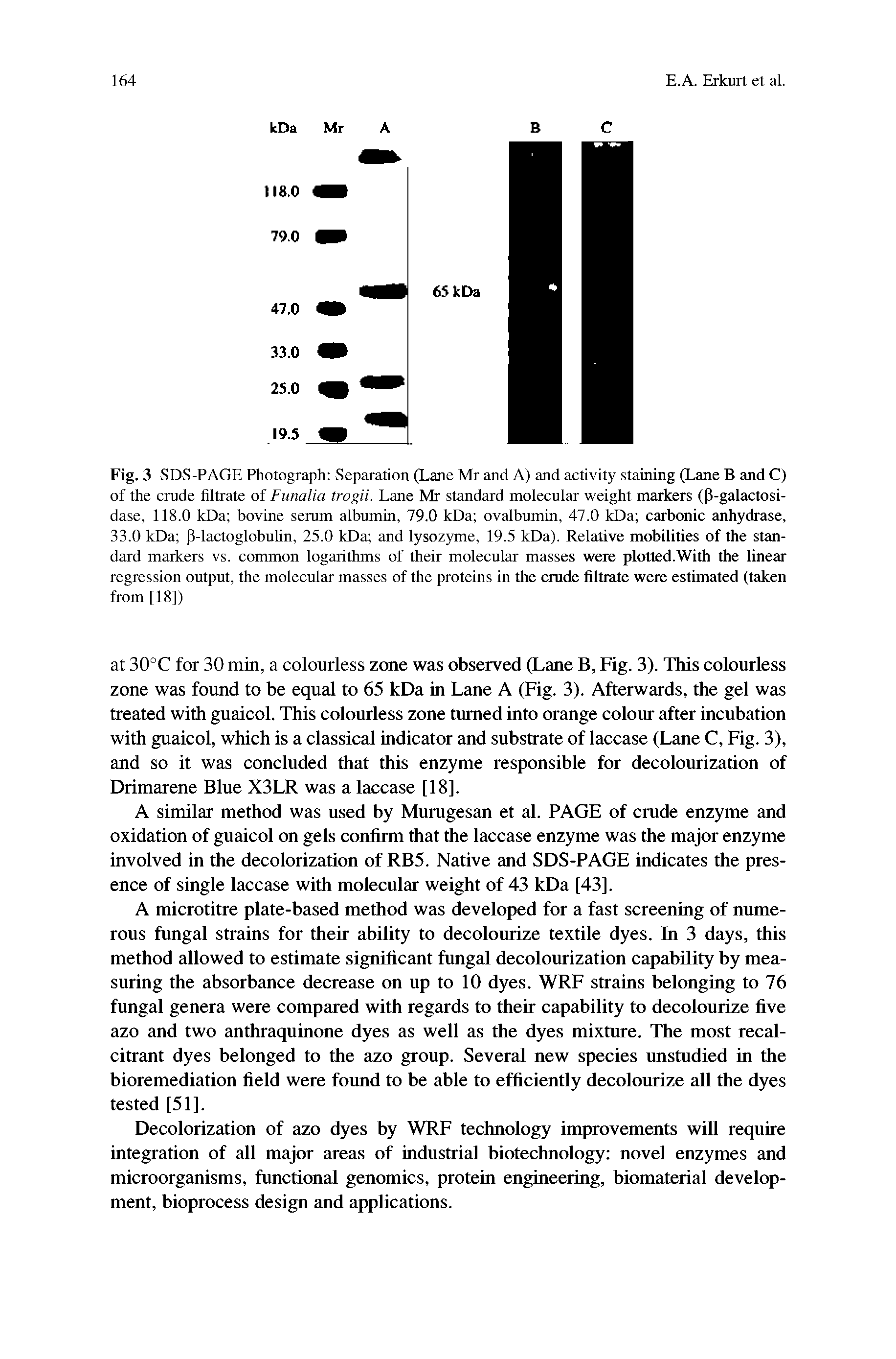 Fig. 3 SDS-PAGE Photograph Separation (Lane Mr and A) and activity staining (Lane B and C) of the crude filtrate of Funalia trogii. Lane Mr standard molecular weight markers ([3-galactosi-dase, 118.0 kDa bovine serum albumin, 79.0 kDa ovalbumin, 47.0 kDa carbonic anhydrase, 33.0 kDa P-lactoglobulin, 25.0 kDa and lysozyme, 19.5 kDa). Relative mobilities of the standard markers vs. common logarithms of their molecular masses were plotted.With the linear regression output, the molecular masses of the proteins in the crude filtrate were estimated (taken from [18])...