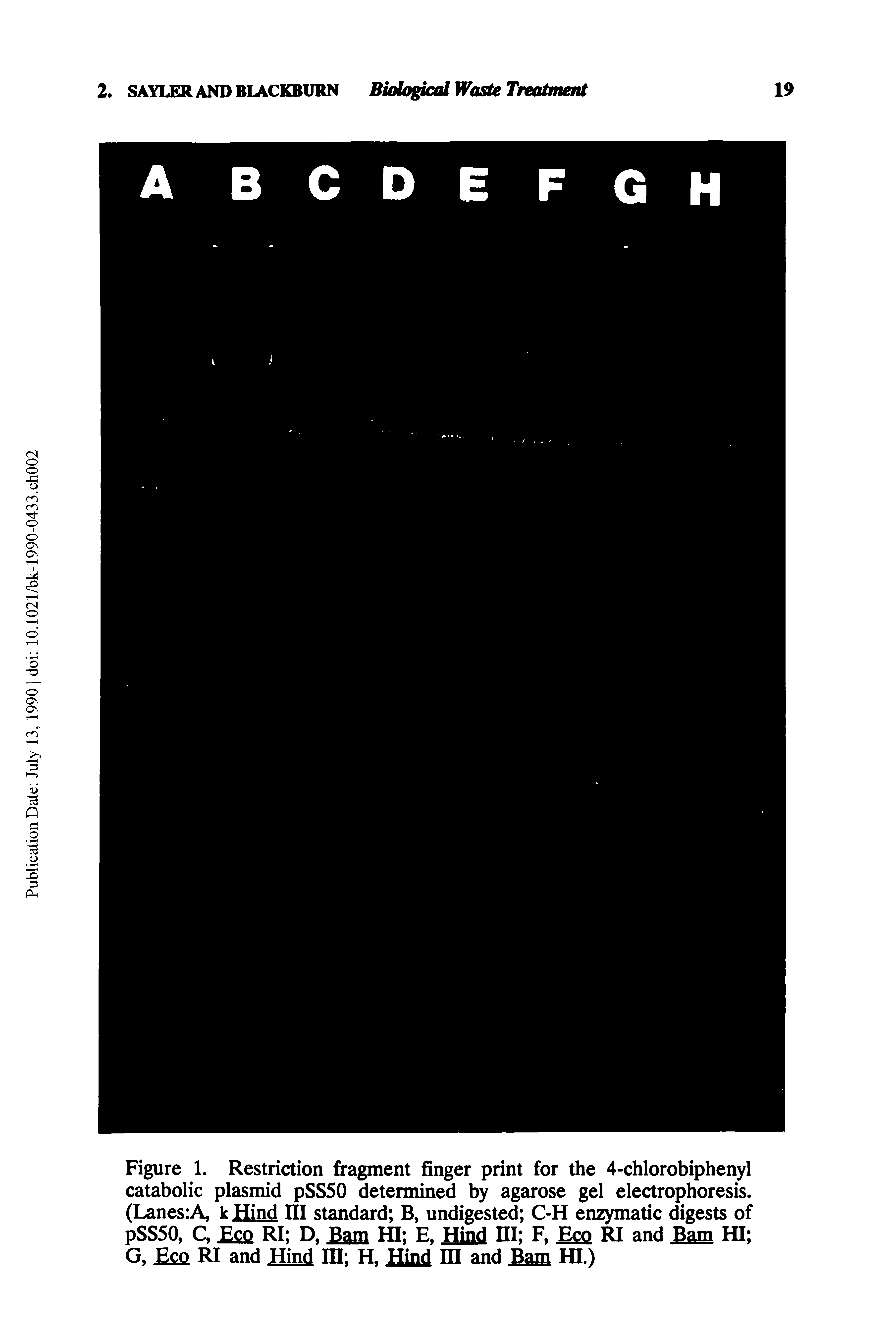 Figure 1. Restriction fragment finger print for the 4-chlorobiphenyl catabolic plasmid pSS50 determined by agarose gel electrophoresis. (Lanes A, kHind III standard B, undigested C-H enzymatic digests of pSS50, C, Eco RI D, Bam HI E, Hind HI F, Eco M and Bam HI G, Esq RI and Hind IH H, Hind m and am HI )...