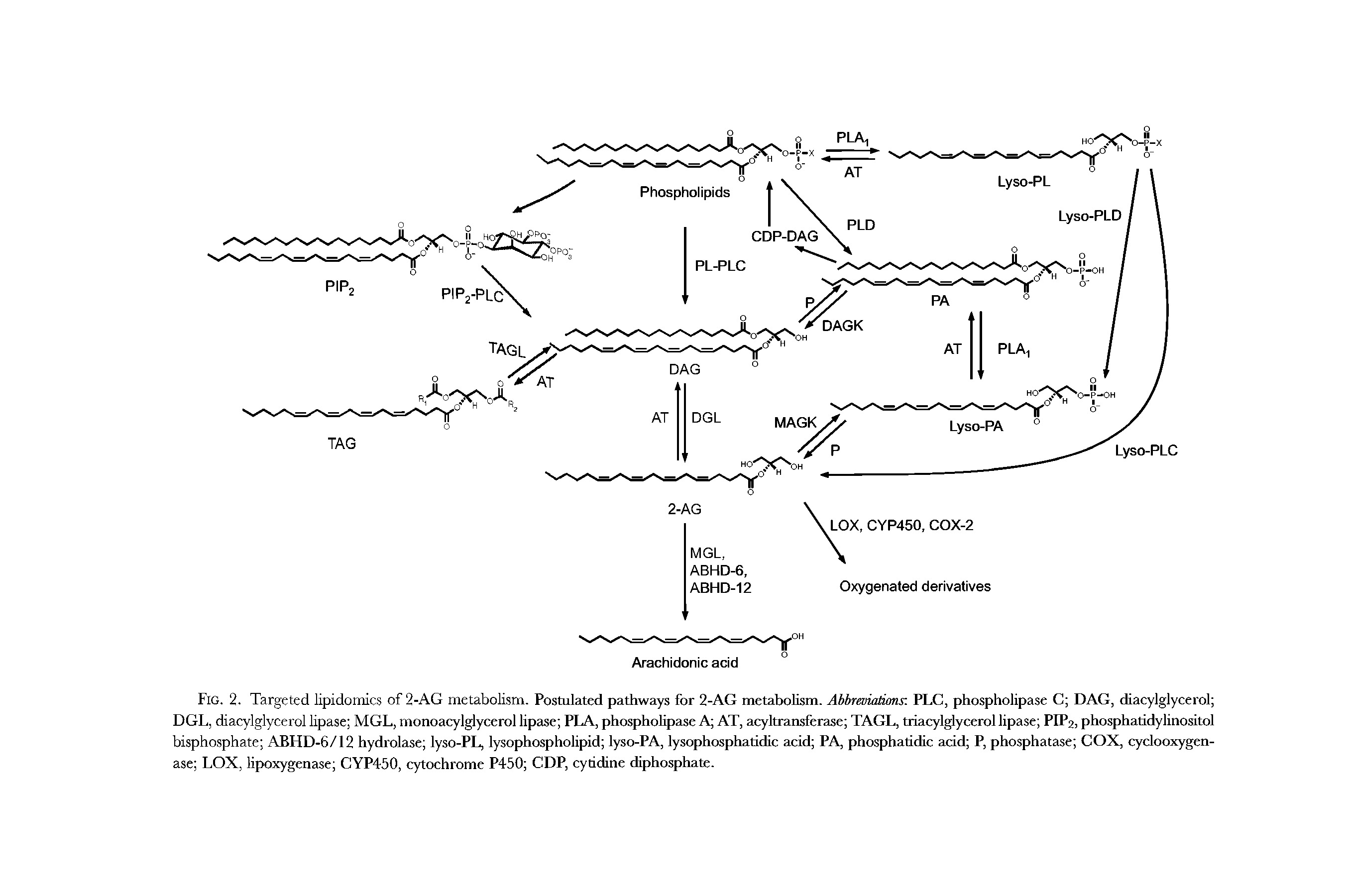 Fig. 2. Targeted lipidomics of 2-AG metabolism. Postulated pathways for 2-AG metabolism. Abbreviations PLC, phospholipase C DAG, diacylglycerol DGL, diacylglycerol lipase MGL, monoacylglycerol lipase PLA, phospholipase A AT, acyltransferase TAGL, triacylglycerol lipase PIP2, phosphatidylinositol bisphosphate ABHD-6/12 hydrolase lyso-PL, lysophospholipid lyso-PA, lysophosphatidic acid PA, phosphatidic add P, phosphatase COX, cydooxygen-ase LOX, lipoxygenase CYP450, cytochrome P450 CDP, cytidine diphosphate.