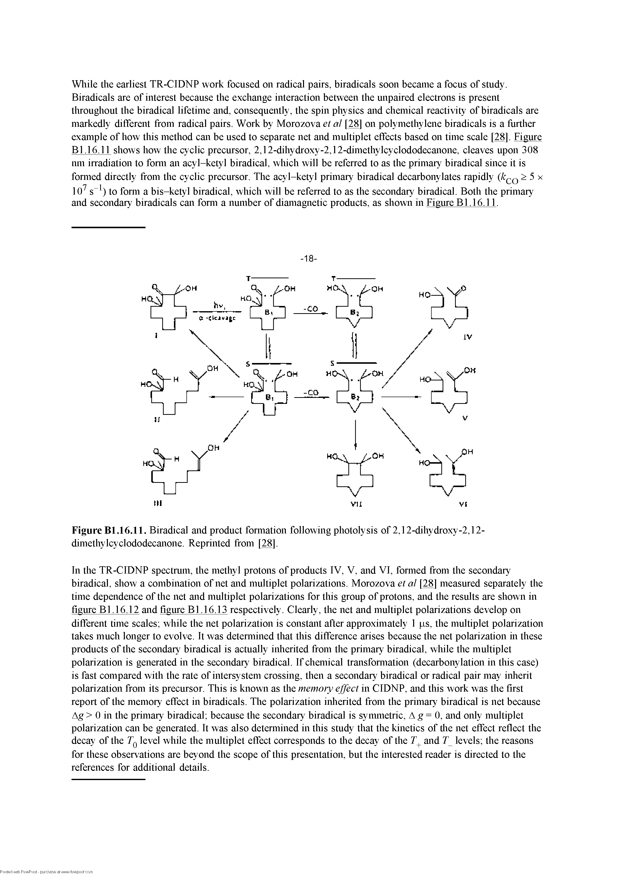 Figure Bl.16.11. Biradical and product fonnation following photolysis of 2,12-dihydroxy-2,12-dimethylcyclododecanone. Reprinted from [28].