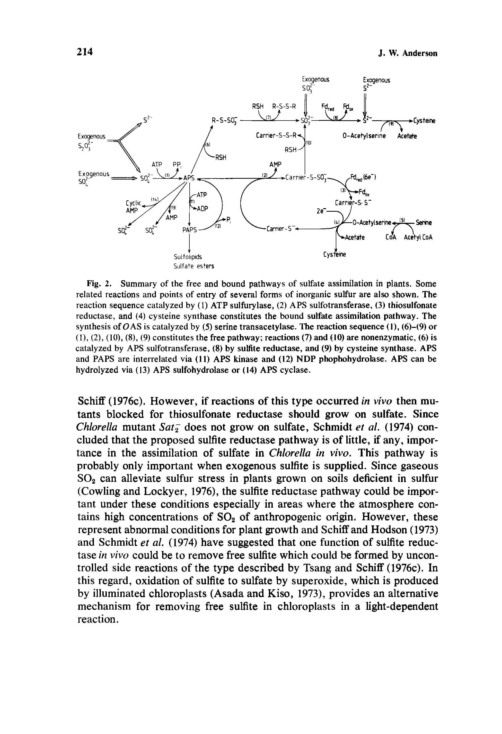 Fig. 2. Summary of the free and bound pathways of sulfate assimilation in plants. Some related reactions and points of entry of several forms of inorganic sulfur are also shown. The reaction sequence catalyzed by (1) ATP sulfurylase, (2) APS sulfotransferase, (3) thiosulfonate reductase, and (4) cysteine synthase constitutes the bound sulfate assimilation pathway. The synthesis of OAS is catalyzed by (5) serine transacetylase. The reaction sequence (I), (6)-(9)or (1), (2), (10), (8), (9) constitutes the free pathway reactims (7) and (10) are nonenzymatic, (6) is catalyzed by APS sulfotransferase, (8) by sulfite reductase, and (9) by cysteine synthase. APS and PAPS are interrelated via (11) APS kinase and (12) NDP phophohydrolase. APS can be hydrolyzed via (13) APS sulfohydrolase or (14) APS cyclase.