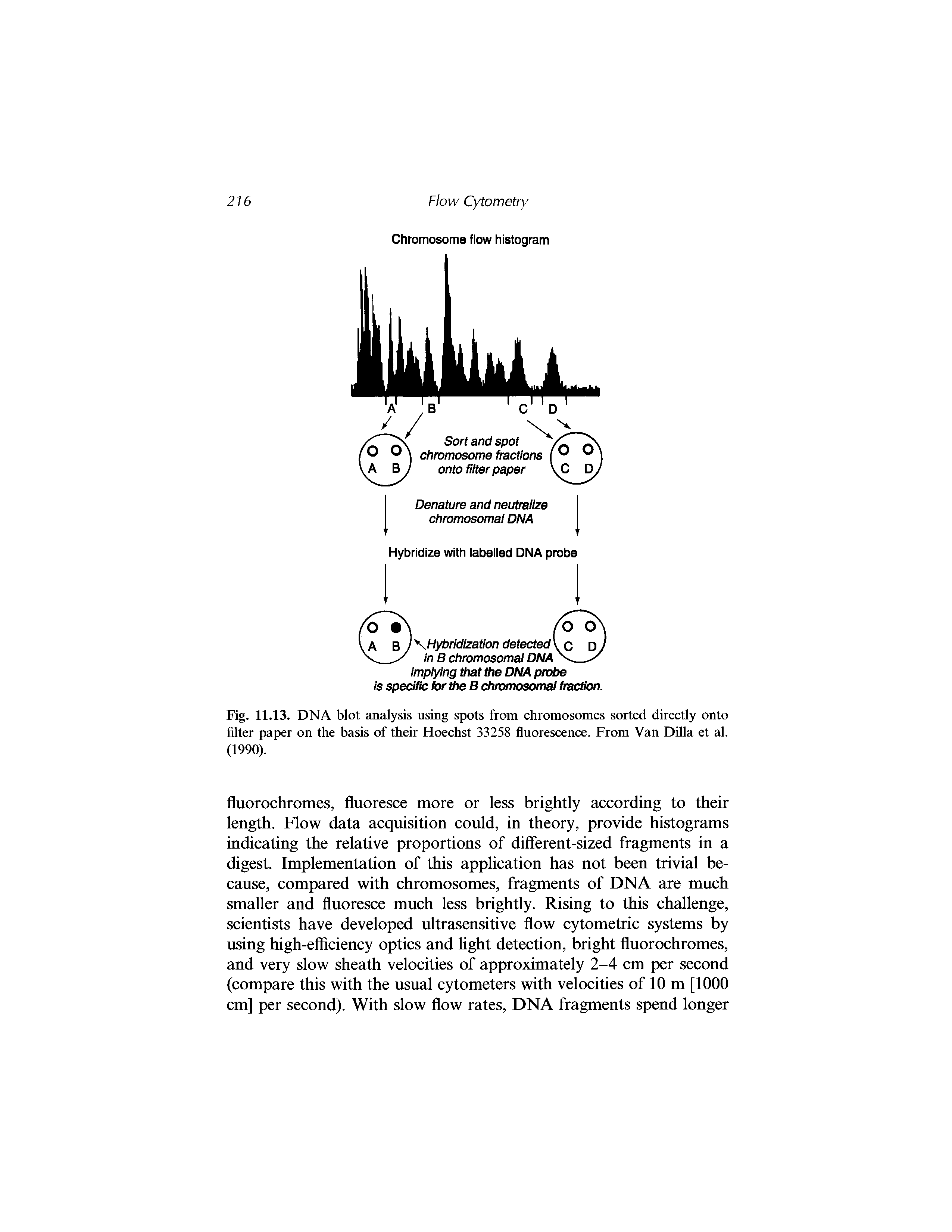 Fig. 11.13. DNA blot analysis using spots from chromosomes sorted directly onto filter paper on the basis of their Hoechst 33258 fluorescence. From Van Dilla et al. (1990).