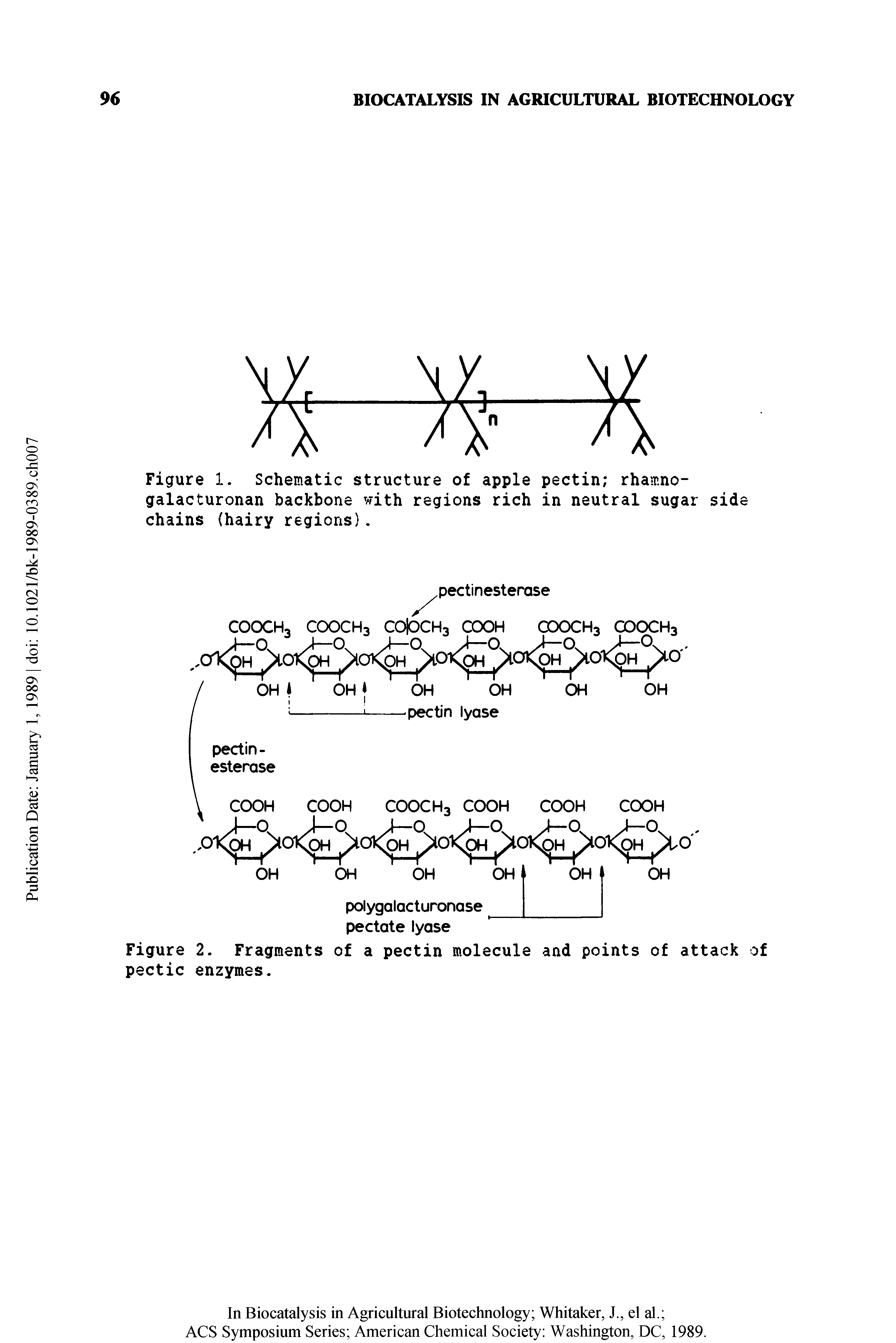 Figure 1. Schematic structure of apple pectin rhamno-galacturonan backbone with regions rich in neutral sugar side chains (hairy regions).