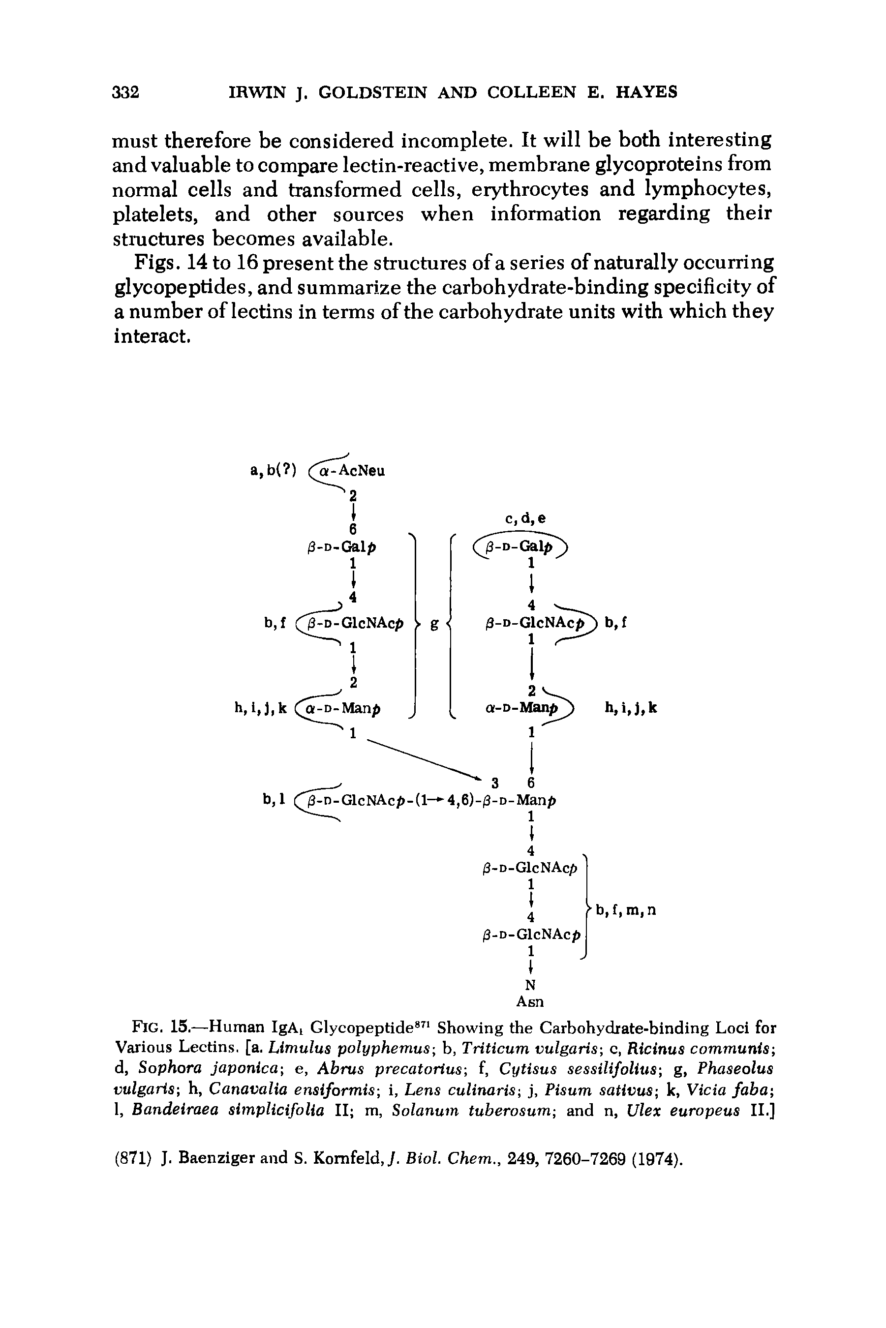 Fig. 15.—Human IgA, Glycopeptide871 Showing the Carbohydrate-binding Loci for Various Lectins, [a. Limulus polyphemus b, Triticum vulgaris c, Ricinus communis d, Sophora japonica e, Abrus precatorius f, Cytisus sessilifolius g, Phaseolus vulgaris-, h, Canavalia ensiformis i, Lens culinaris j, Pisum sativus k, Vicia faba-, 1, Bandeiraea simplicifolia II m, Solanum tuberosum and n, Ulex europeus II.]...