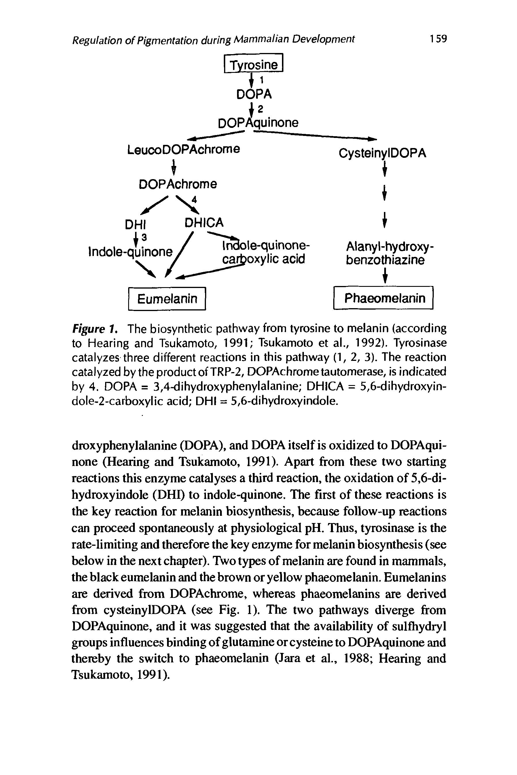 Figure 1. The biosynthetic pathway from tyrosine to melanin (according to Hearing and Tsukamoto, 1991 Tsukamoto et al., 1992). Tyrosinase catalyzes three different reactions in this pathway (1, 2, 3). The reaction catalyzed by the product of TRP-2, DOPAchrome tautomerase, is indicated by 4. DOPA = 3,4-dihydroxyphenylalanine DHICA = 5,6-dihydroxyin-dole-2-carboxylic acid DHI = 5,6-dihydroxyindole.