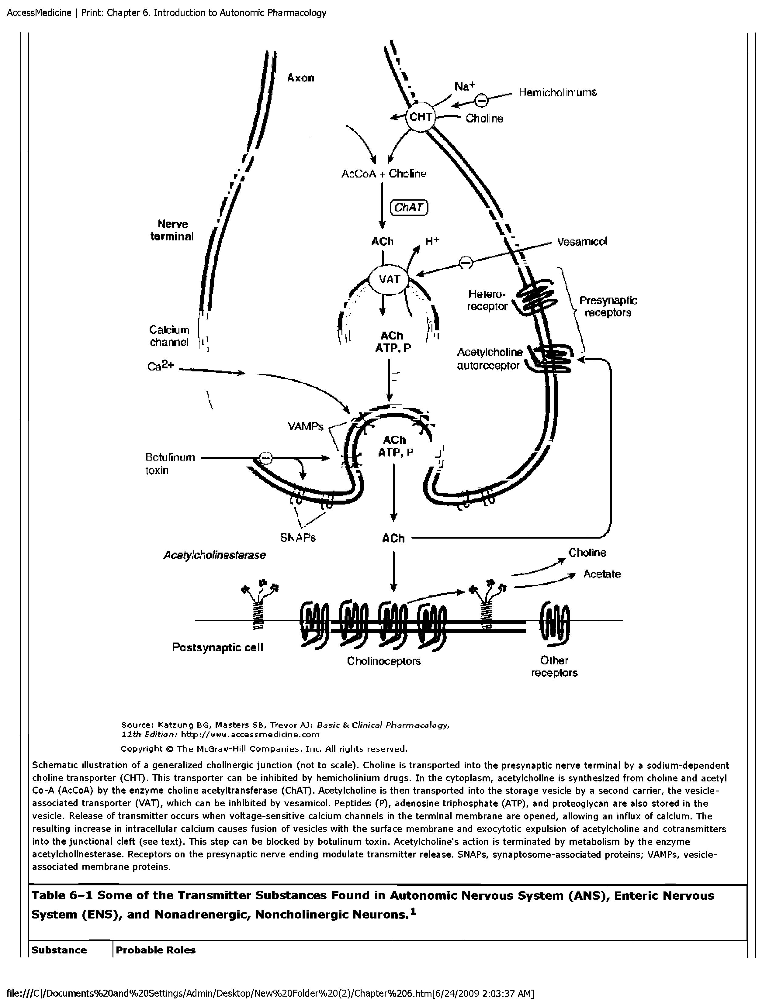 Schematic illustration of a generalized cholinergic junction (not to scale). Choline is transported into the presynaptic nerve terminal by a sodium-dependent choline transporter (CHT). This transporter can be inhibited by hemicholinium drugs. In the cytoplasm, acetylcholine is synthesized from choline and acetyl -A (AcCoA) by the enzyme choline acetyltransferase (ChAT). Acetylcholine is then transported into the storage vesicle by a second carrier, the vesicle-associated transporter (VAT), which can be inhibited by vesamicol. Peptides (P), adenosine triphosphate (ATP), and proteoglycan are also stored in the vesicle. Release of transmitter occurs when voltage-sensitive calcium channels in the terminal membrane are opened, allowing an influx of calcium. The resulting increase in intracellular calcium causes fusion of vesicles with the surface membrane and exocytotic expulsion of acetylcholine and cotransmitters into the junctional cleft (see text). This step can he blocked by botulinum toxin. Acetylcholine s action is terminated by metabolism by the enzyme acetylcholinesterase. Receptors on the presynaptic nerve ending modulate transmitter release. SNAPs, synaptosome-associated proteins VAMPs, vesicle-associated membrane proteins.