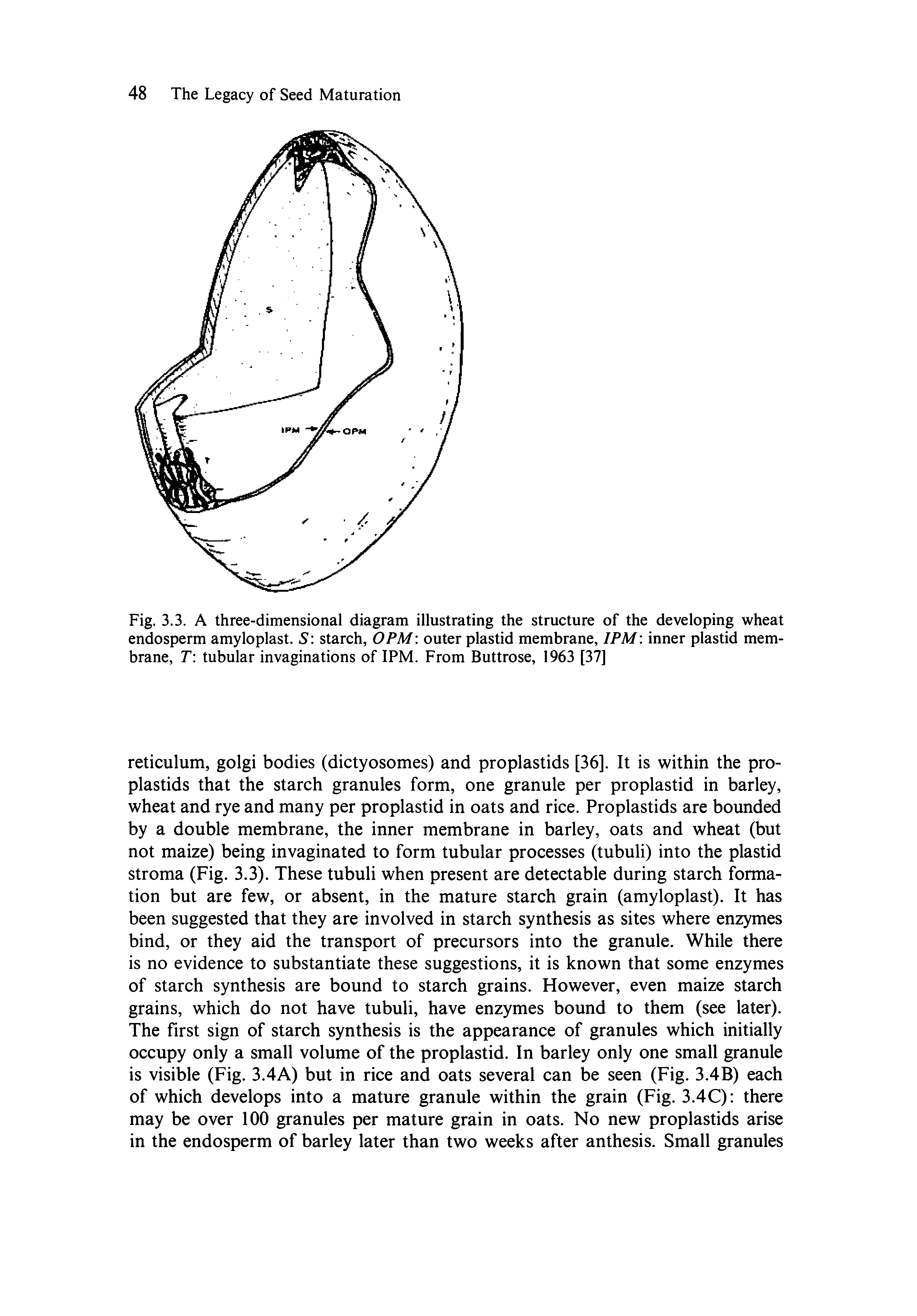 Fig. 3.3. A three-dimensional diagram illustrating the structure of the developing wheat endosperm amyloplast. S starch, 0PM outer plastid membrane, IPM inner plastid membrane, T tubular invaginations of IPM. From Buttrose, 1963 [37]...