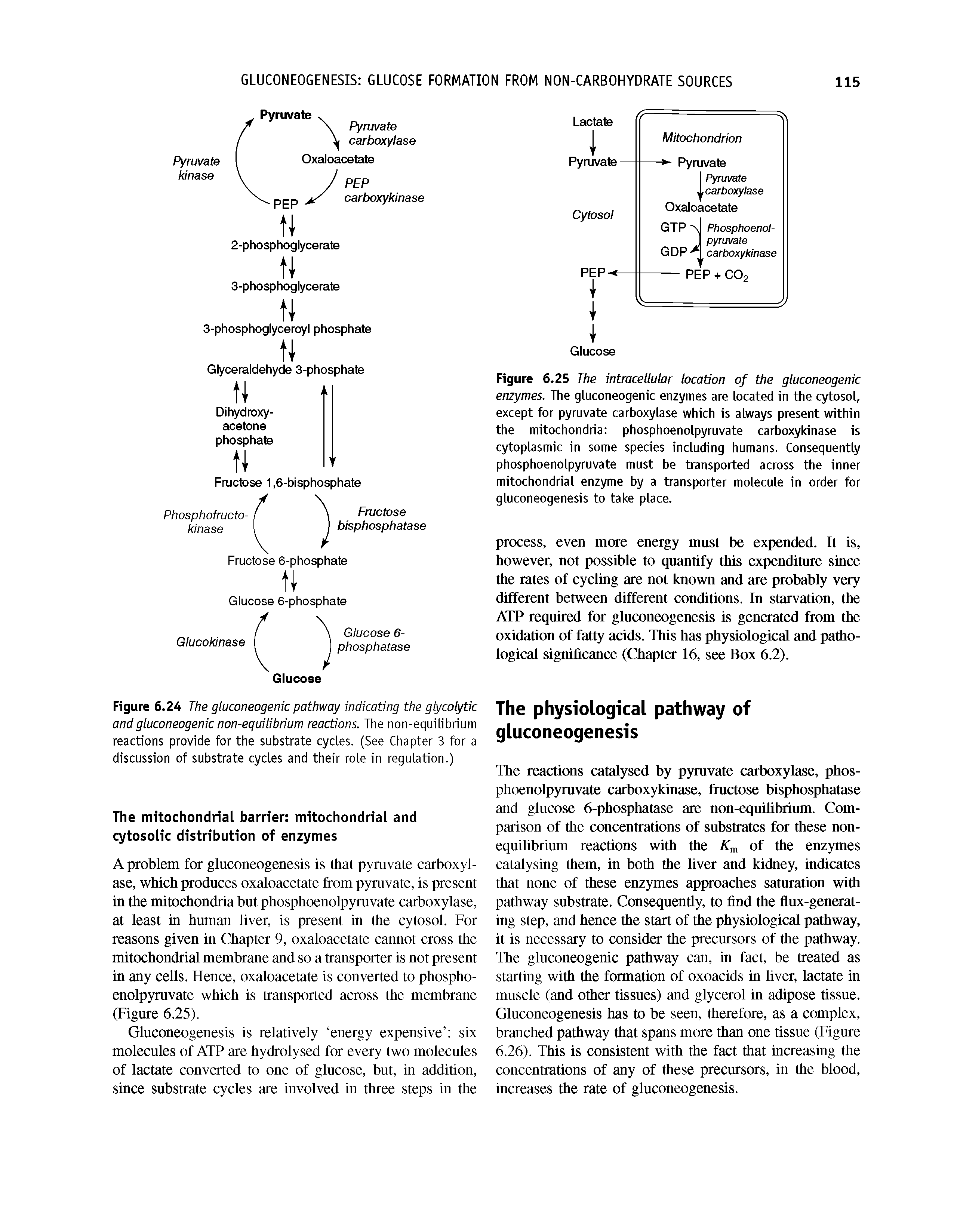 Figure 6.24 The gluconeogenic pathway indicating the glycolytic and gluconeogenic non-equilibrium reactions. The non-equilibrium reactions provide for the substrate cycles. (See Chapter 3 for a discussion of substrate cycles and their role in regulation.)...