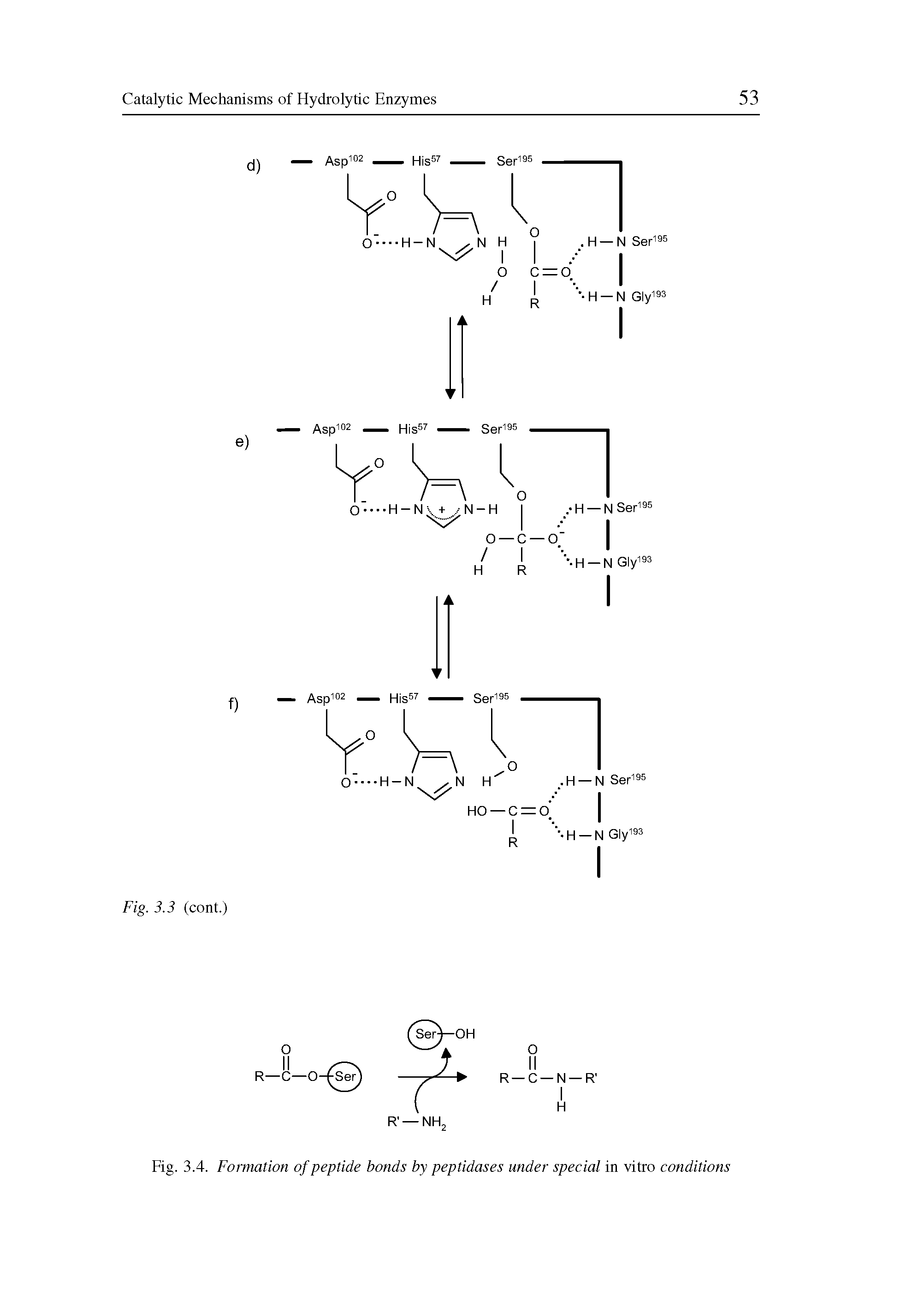 Fig. 3.4. Formation of peptide bonds by peptidases under special in vitro conditions...