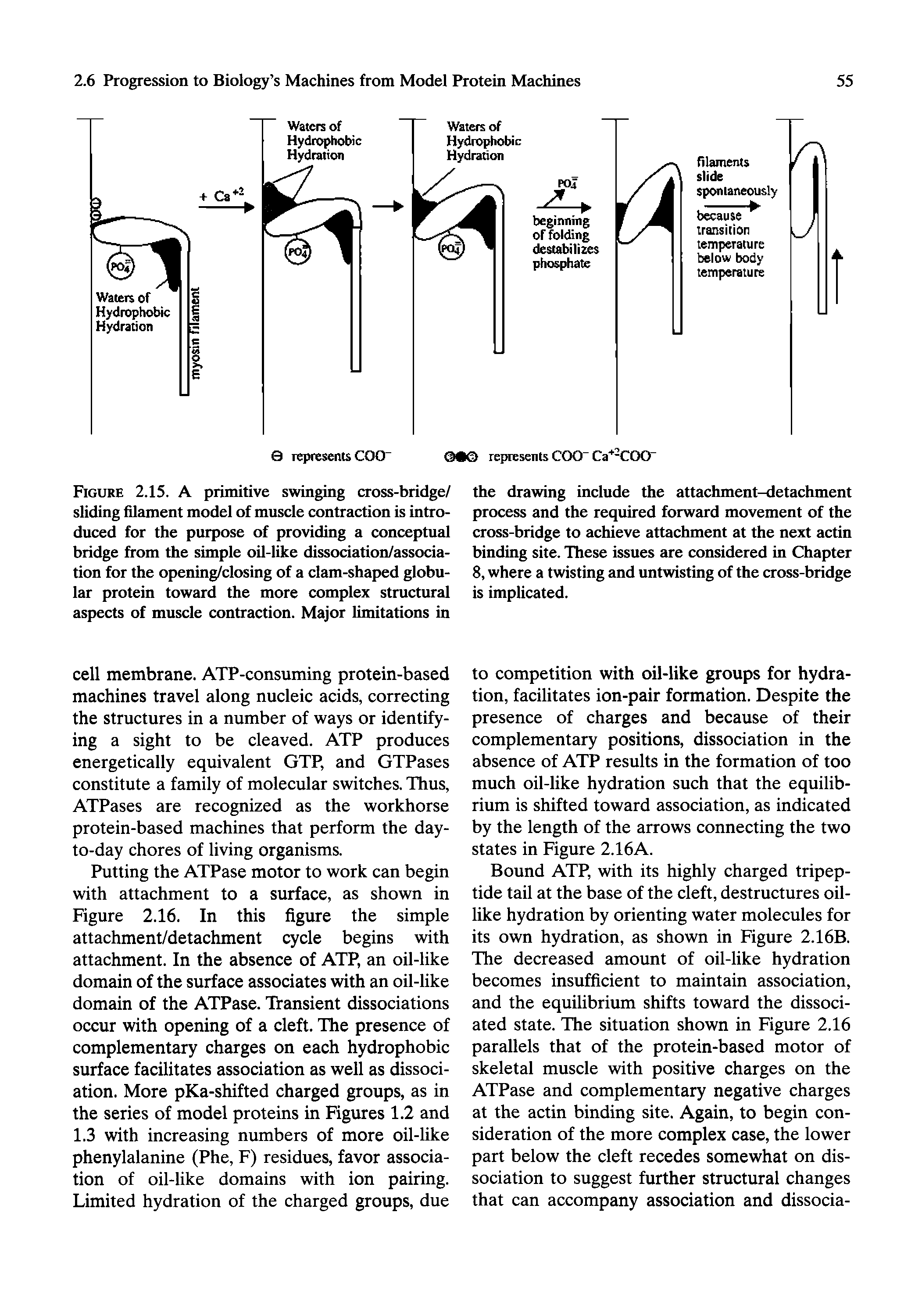 Figure 2.15. A primitive swinging cross-bridge/ sliding filament model of muscle contraction is introduced for the purpose of providing a conceptual bridge from the simple oil-like dissociation/assoda-tion for the opening/closing of a clam-shaped globular protein toward the more complex structural aspects of muscle contraction. Major limitations in...