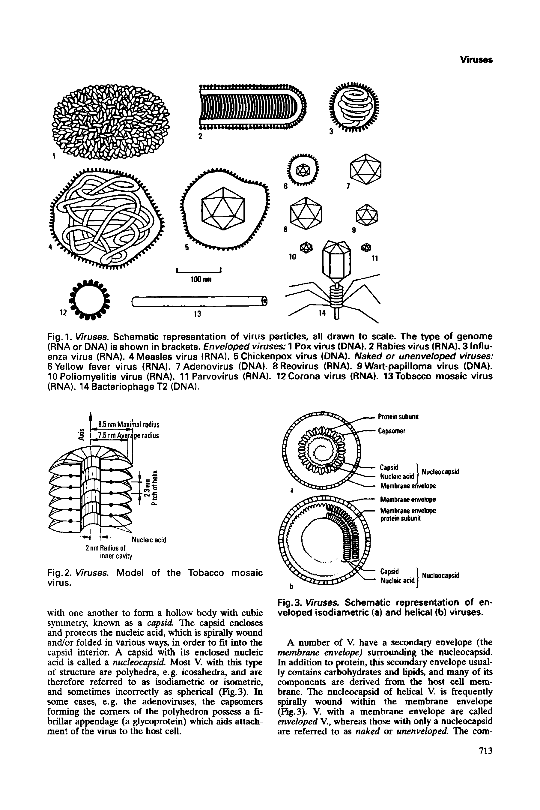 Fig.1. Viruses. Schematic representation of virus particles, all drawn to scale. The type of genome (RNA or DNA) is shown in brackets. Enveloped viruses 1 Pox virus (DNA). 2 Rabies virus (RNA). 3 Influenza virus (RNA). 4 Measles virus (RNA). 5 Chickenpox virus (ONA). Naked or unenveloped viruses 6 Yellow fever virus (RNA). 7 Adenovirus (DNA). 8 Reovirus (RNA). 9 Wart-papilloma virus (ONA). 10 Poliomyelitis virus (RNA). 11 Parvovirus (RNA). 12 Corona virus (RNA). 13 Tobacco mosaic virus (RNA). 14 Bacteriophage T2 (DNA).