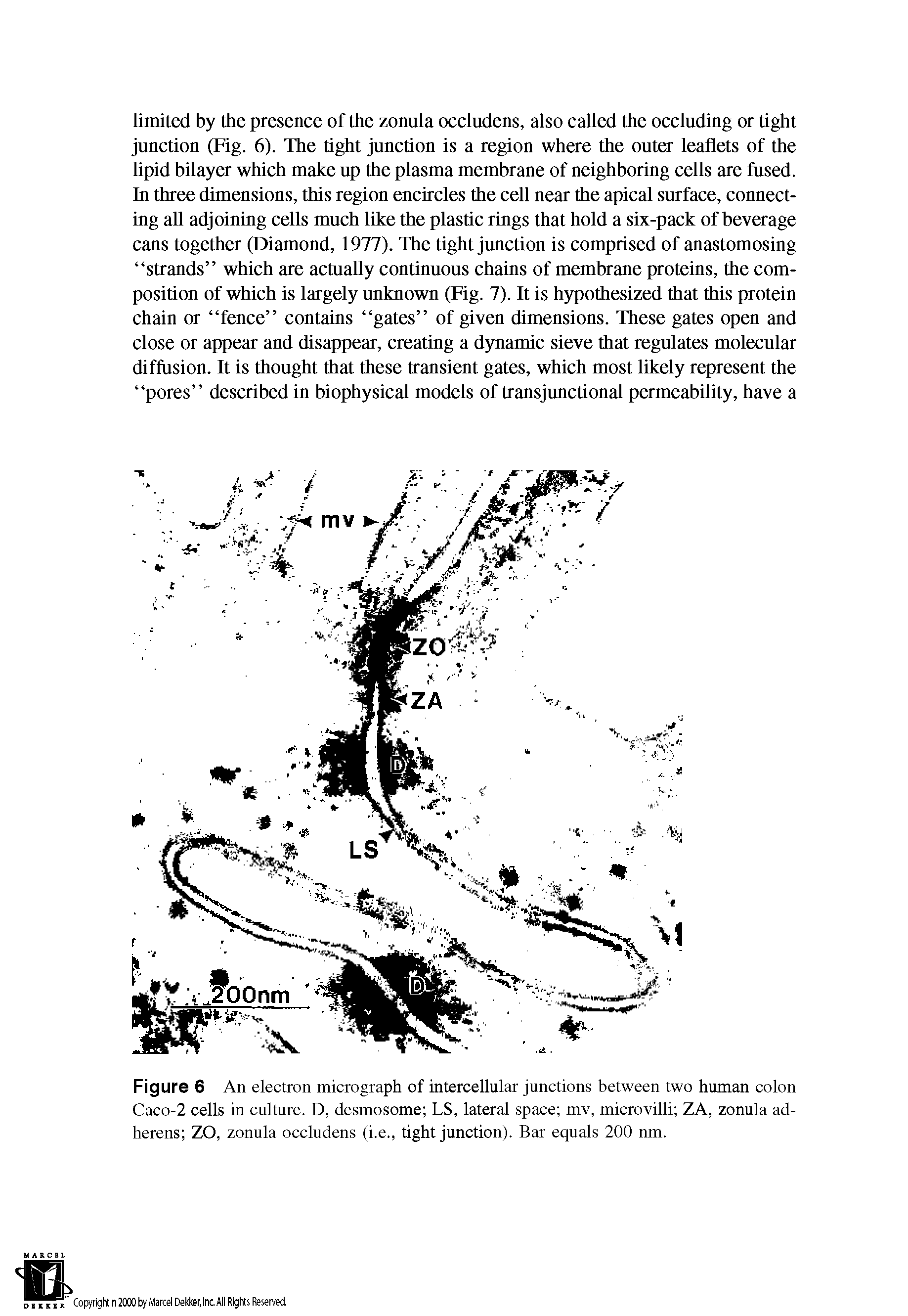 Figure 6 An electron micrograph of intercellular junctions between two human colon Caco-2 cells in culture. D, desmosome LS, lateral space mv, microvilli ZA, zonula adherens ZO, zonula occludens (i.e., tight junction). Bar equals 200 nm.