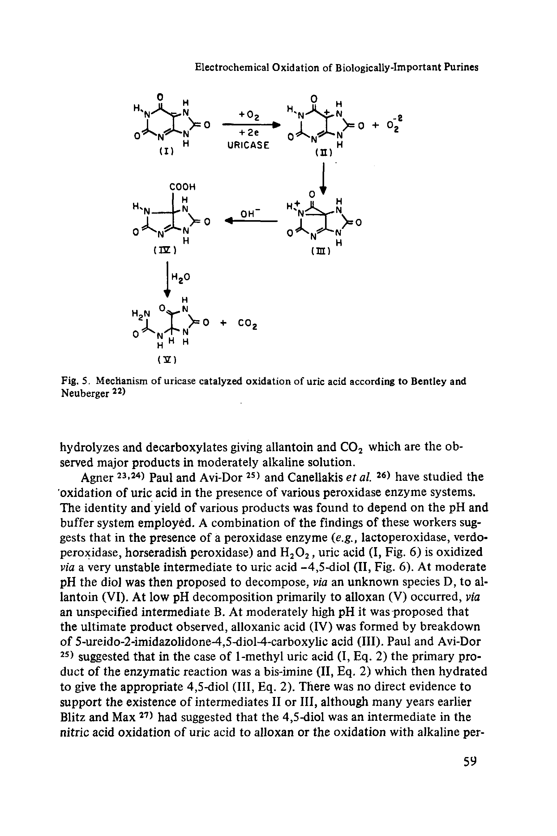 Fig. 5. Mechanism of uricase catalyzed oxidation of uric acid according to Bentley and Neuberger 221...