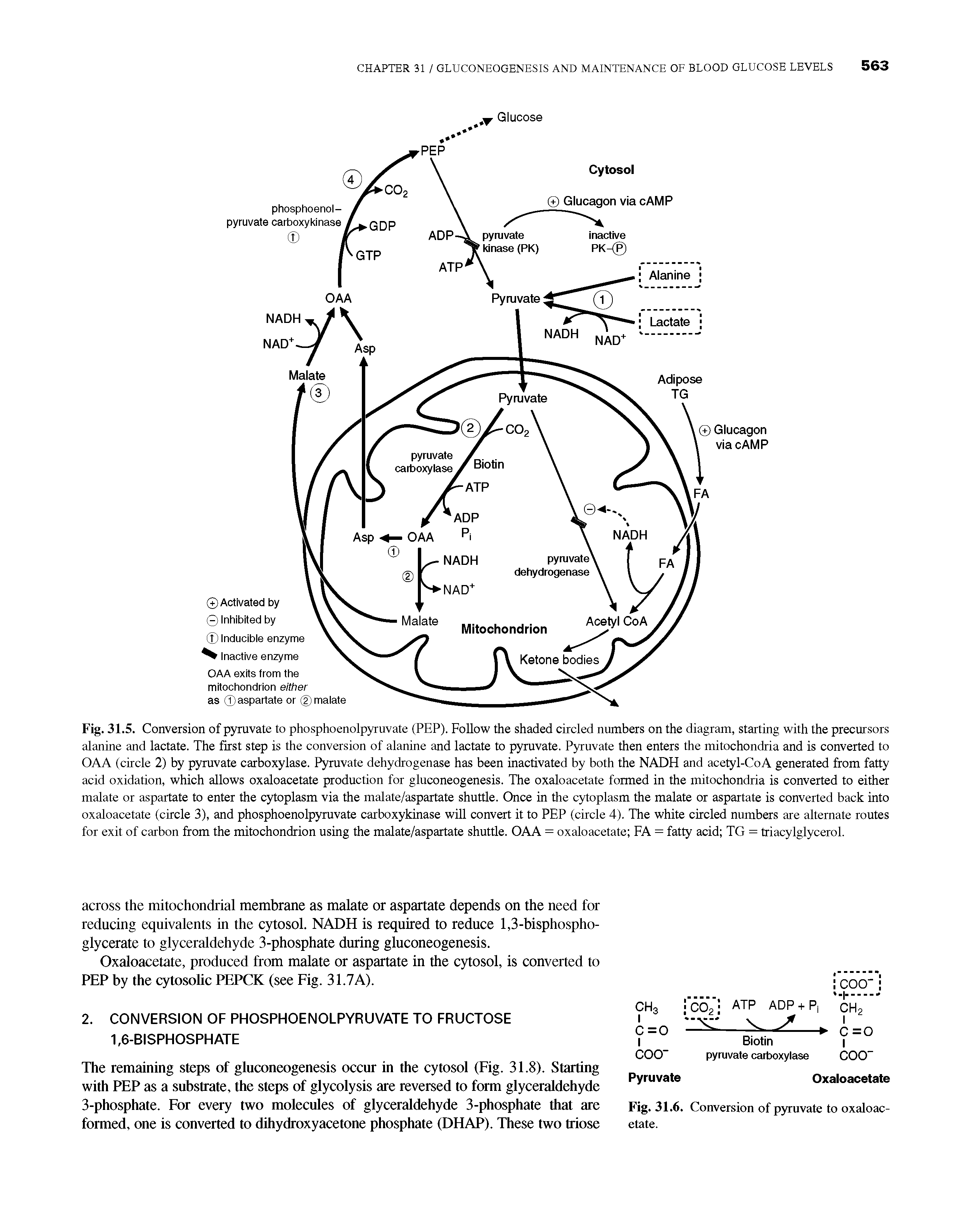 Fig. 31.5. Conversion of pyruvate to phosphoenolpyruvate (PEP). Follow the shaded circled numbers on the diagram, starting with the precursors alanine and lactate. The first step is the conversion of alanine and lactate to pyruvate. Pyruvate then enters the mitochondria and is converted to OAA (circle 2) by pyruvate carboxylase. Pyruvate dehydrogenase has been inactivated by both the NADH and acetyl-CoA generated from fatty acid oxidation, which allows oxaloacetate production for gluconeogenesis. The oxaloacetate formed in the mitochondria is converted to either malate or aspartate to enter the cytoplasm via the malate/aspartate shuttle. Once in the cytoplasm the malate or aspartate is converted back into oxaloacetate (circle 3), and phosphoenolpyruvate carboxykinase will convert it to PEP (circle 4). The white circled numbers are alternate routes for exit of carbon from the mitochondrion using the malate/aspartate shuttle. OAA = oxaloacetate FA = fatty acid TG = triacylglycerol.