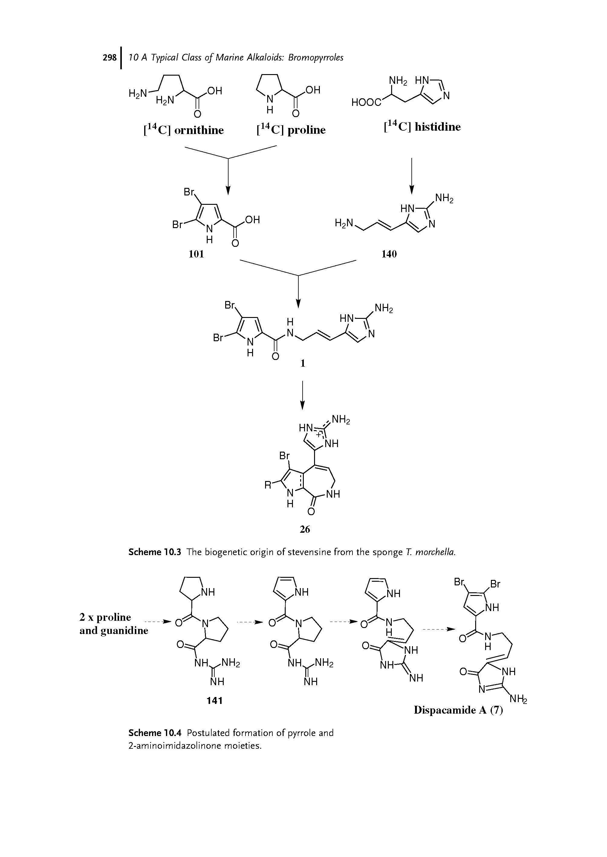 Scheme 10.4 Postulated formation of pyrrole and 2-aminoimidazolinone moieties.
