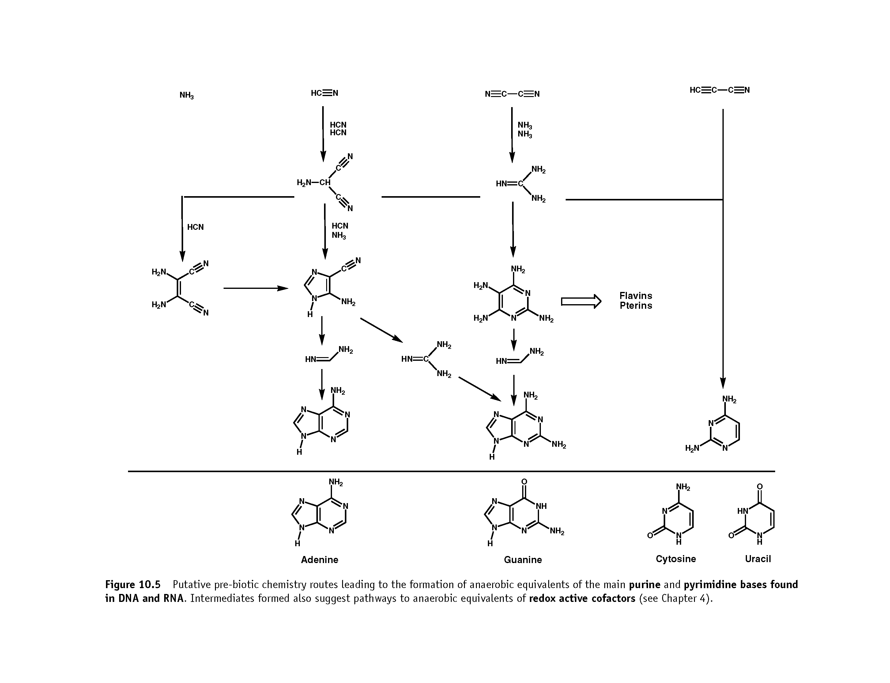 Figure 10.5 Putative pre-biotic chemistry routes Leading to the formation of anaerobic equivalents of the main purine and pyrimidine bases found in DNA and RNA. Intermediates formed also suggest pathways to anaerobic equivalents of redox active cofactors (see Chapter 4).