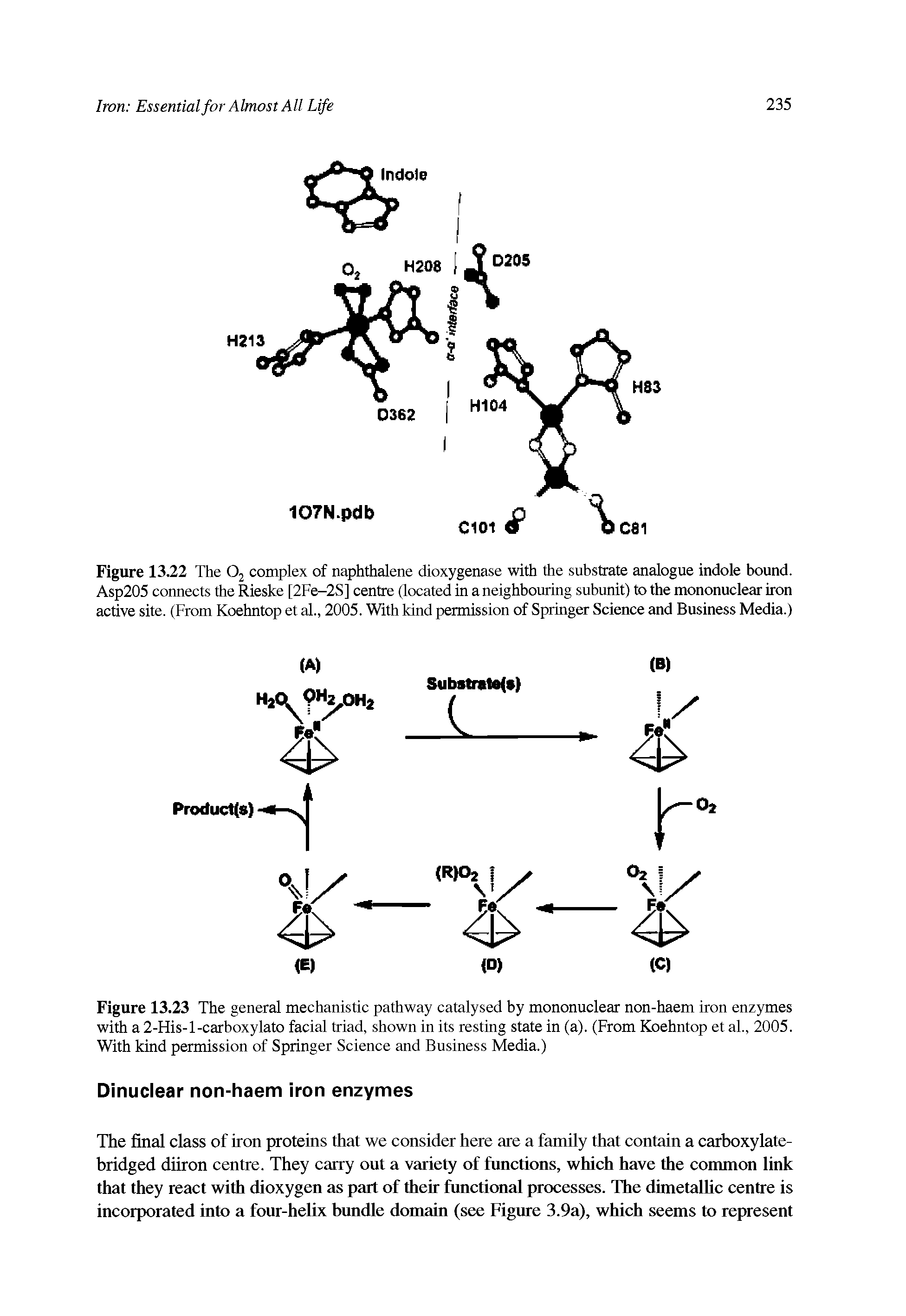 Figure 13.22 The 02 complex of naphthalene dioxygenase with the substrate analogue indole bound. Asp205 connects the Rieske [2Fe-2S] centre (located in a neighbouring subunit) to the mononuclear iron active site. (From Koehntop et al., 2005. With kind permission of Springer Science and Business Media.)...