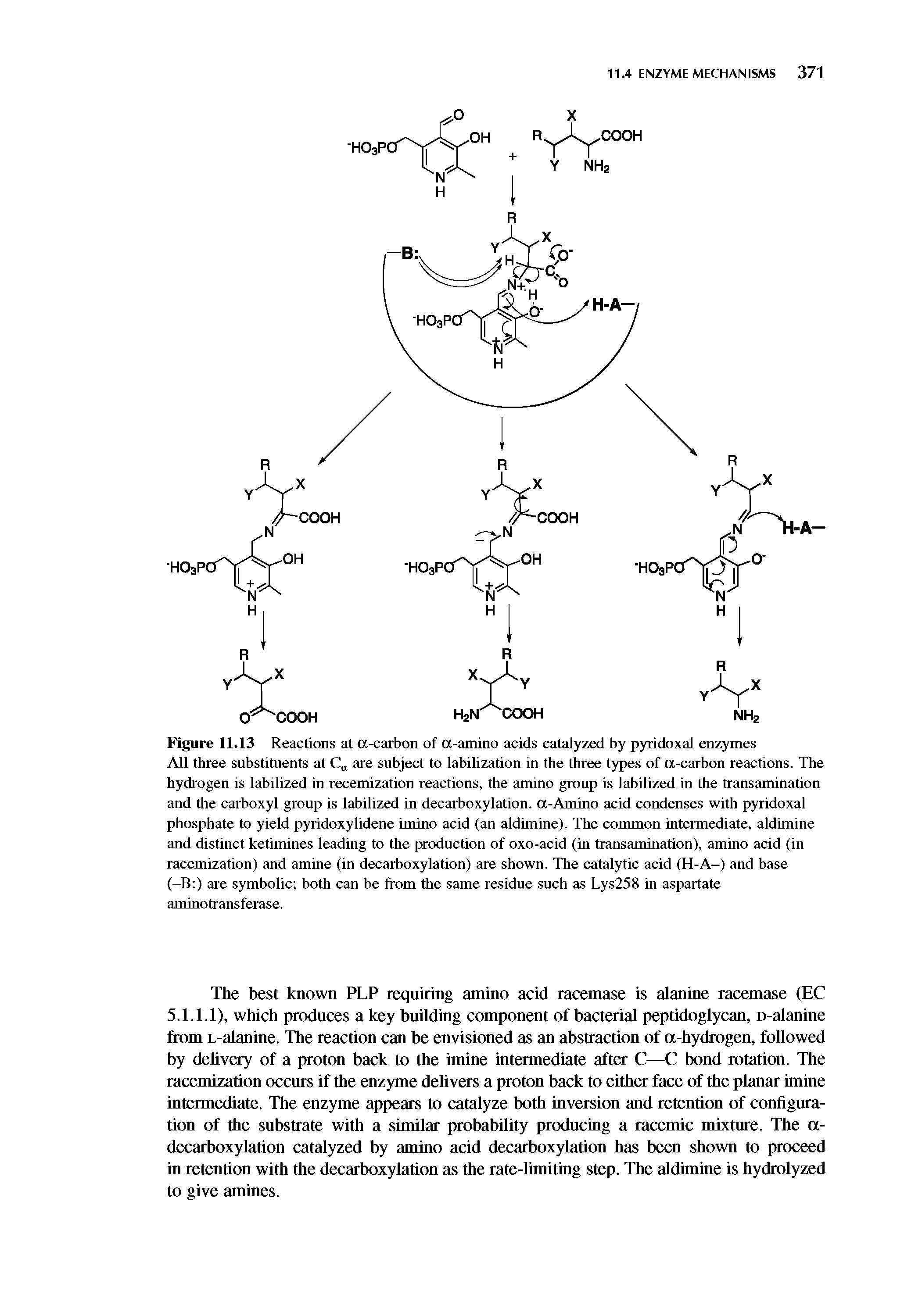 Figure 11.13 Reactions at a-carbon of a-amino acids catalyzed by pyridoxal enzymes All three substituents at C are subject to labilization in the three types of a-carbon reactions. The hydrogen is labilized in recemization reactions, the amino group is labUized in the transamination and the carboxyl group is labilized in decarboxylation. a-Amino acid condenses with pyridoxal phosphate to yield pyridoxylidene imino acid (an aldimine). The common intermediate, aldimine and distinct ketimines leading to the production of oxo-acid (in transamination), amino acid (in racemization) and amine (in decarboxylation) are shown. The catalytic acid (H-A-) and base (-B ) are symbolic both can be from the same residue such as Lys258 in aspartate aminotransferase.