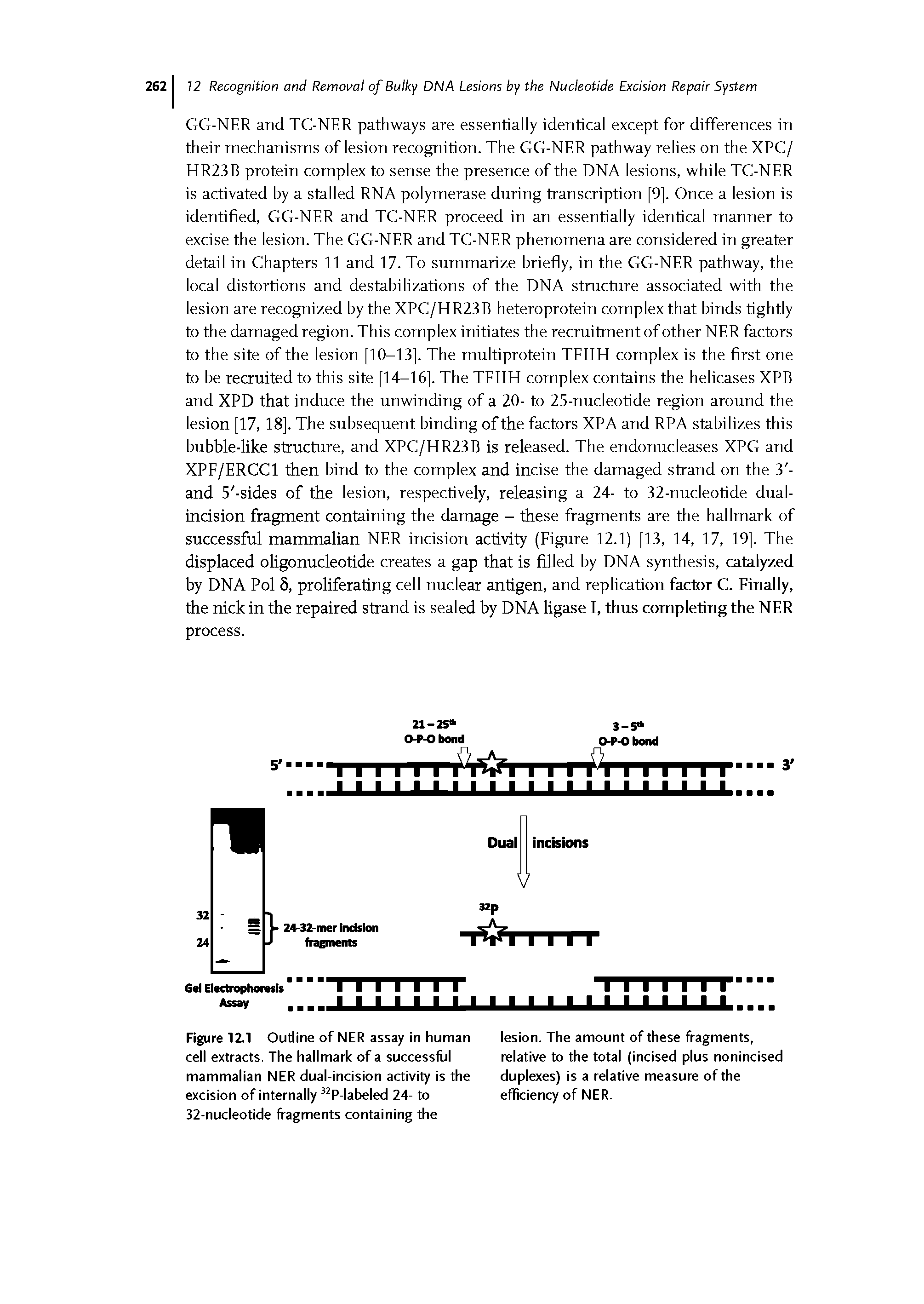 Figure 12.1 Outline of NER assay in human cell extracts. The hallmark of a successful mammalian NER dual-incision activity is the excision of internally 32P-labeled 24- to 32-nucleotide fragments containing the...
