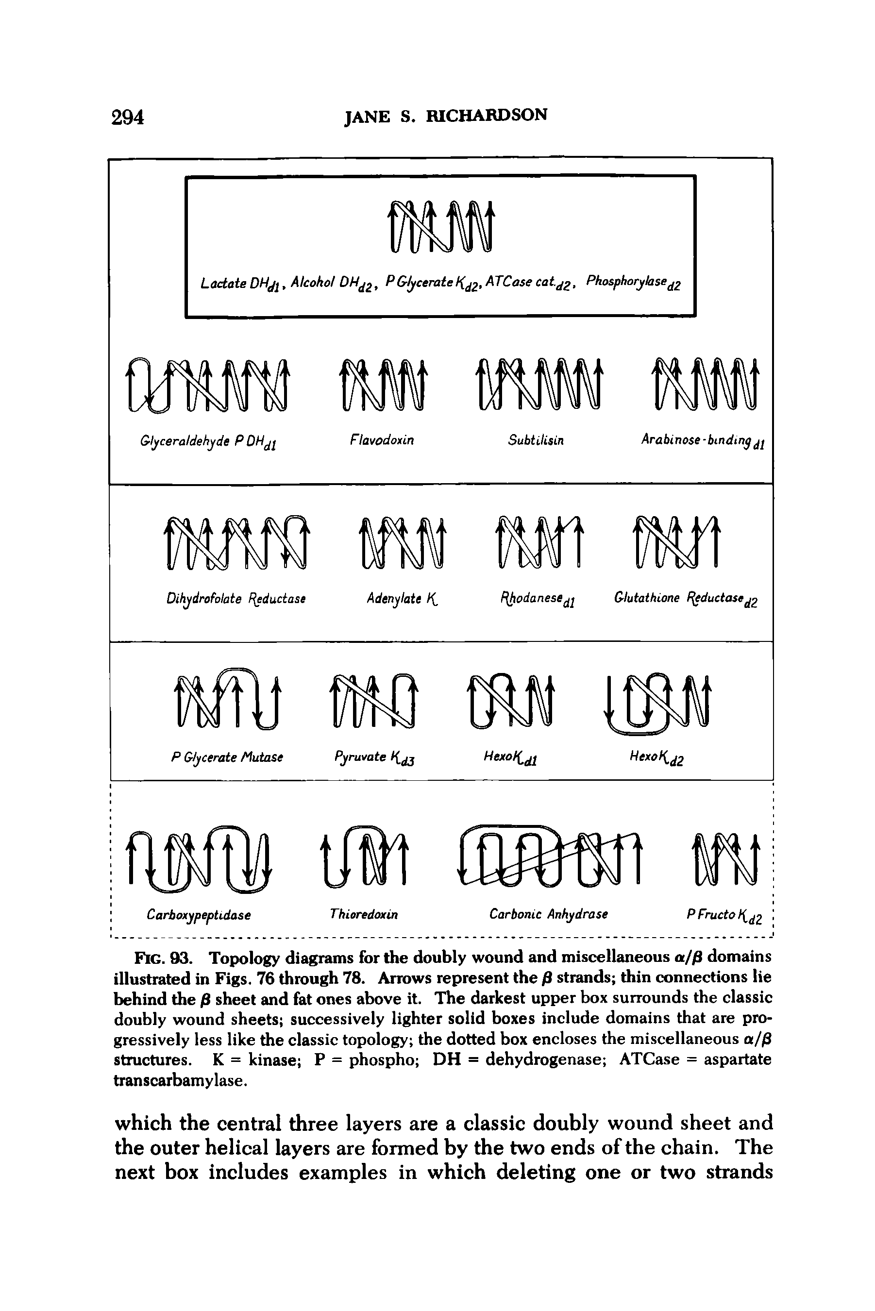 Fig. 93. Topology diagrams for the doubly wound and miscellaneous a/p domains illustrated in Figs. 76 through 78. Arrows represent the P strands thin connections lie behind the p sheet and fat ones above it. The darkest upper box surrounds the classic doubly wound sheets successively lighter solid boxes include domains that are progressively less like the classic topology the dotted box encloses the miscellaneous a/P structures. K = kinase P = phospho DH = dehydrogenase ATCase = aspartate transcarbamylase.