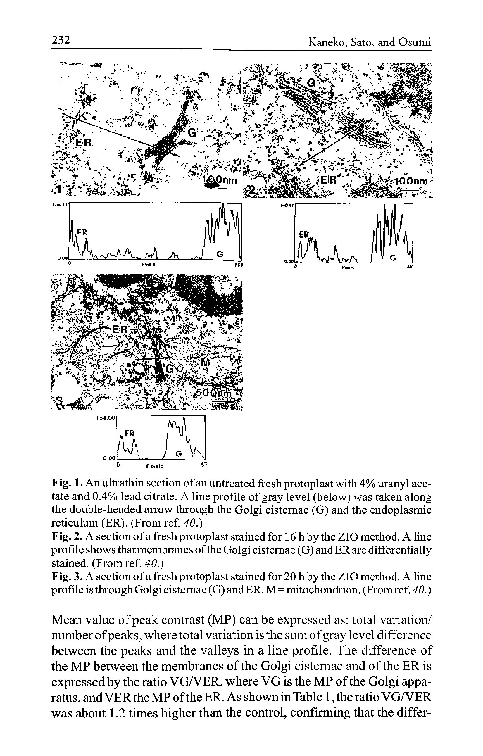 Fig. 1. An ultrathin section of an untreated fresh protoplast with 4% uranyl acetate and 0.4% lead citrate. A line profile of gray level (below) was taken along the double-headed arrow through the Golgi cistemae (G) and the endoplasmic reticulum (ER). (From ref. 40.)...