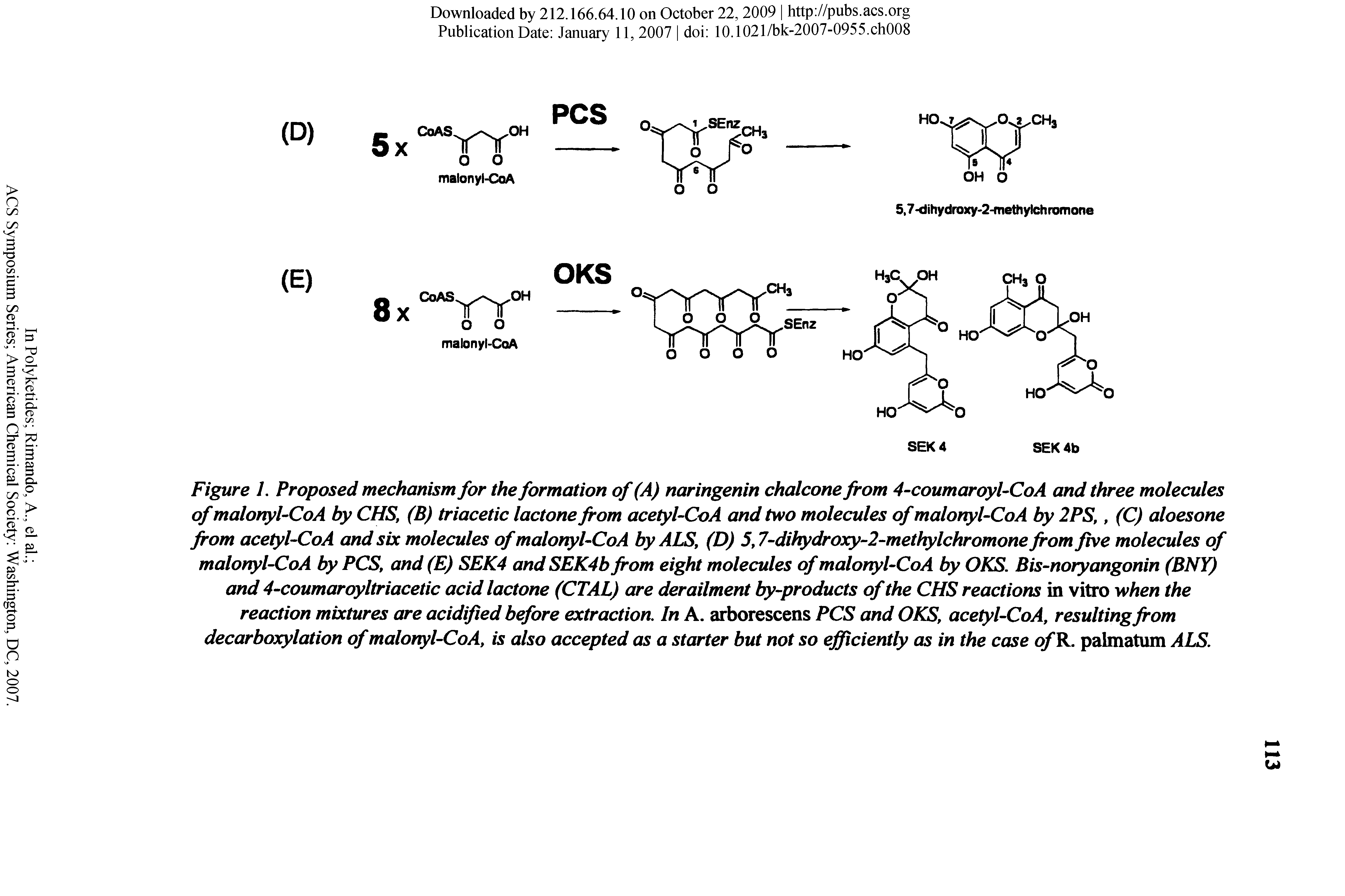 Figure 1. Proposed mechanism for the formation of (A) naringenin chalcone from 4-coumaroyl-CoA and three molecules of malonyUCoA by CHS, (B) triacetic lactone from acetyl-CoA and two molecules of malortyUCoA by 2PS, (C) aloesone from acetyl-CoA and six molecules of malonyUCoA by ALS, (D) 5,7-dihydroxy-2-methylchromone from five molecules of malonyl-CoA by PCS, and (E) SEK4 and SEK4b from eight molecules of malonyl-CoA by OKS. Bis-noryangonin (BNY) and 4-coumaroyltriacetic acid lactone (CTAL) are derailment by-products of the CHS reactions in vitro when the reaction mixtures are acidified before extraction. In A. arborescens PCS and OKS, acetyl-CoA, resulting from decarboxylation of malonyl-CoA, is also accepted as a starter but not so efficiently as in the case ofR. palmatum ALS.