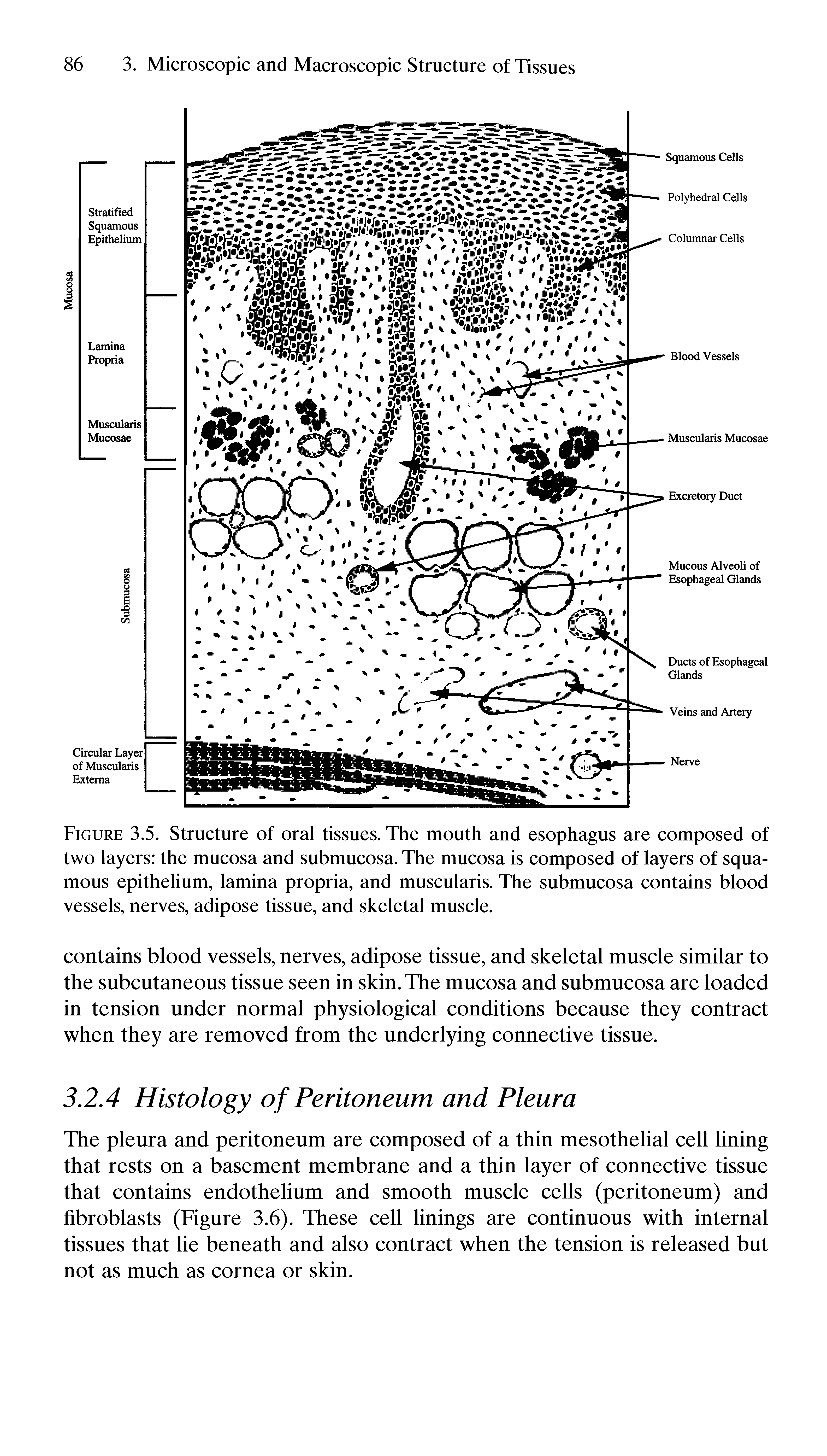 Figure 3.5. Structure of oral tissues. The mouth and esophagus are composed of two layers the mucosa and submucosa. The mucosa is composed of layers of squamous epithelium, lamina propria, and muscularis. The submucosa contains blood vessels, nerves, adipose tissue, and skeletal muscle.