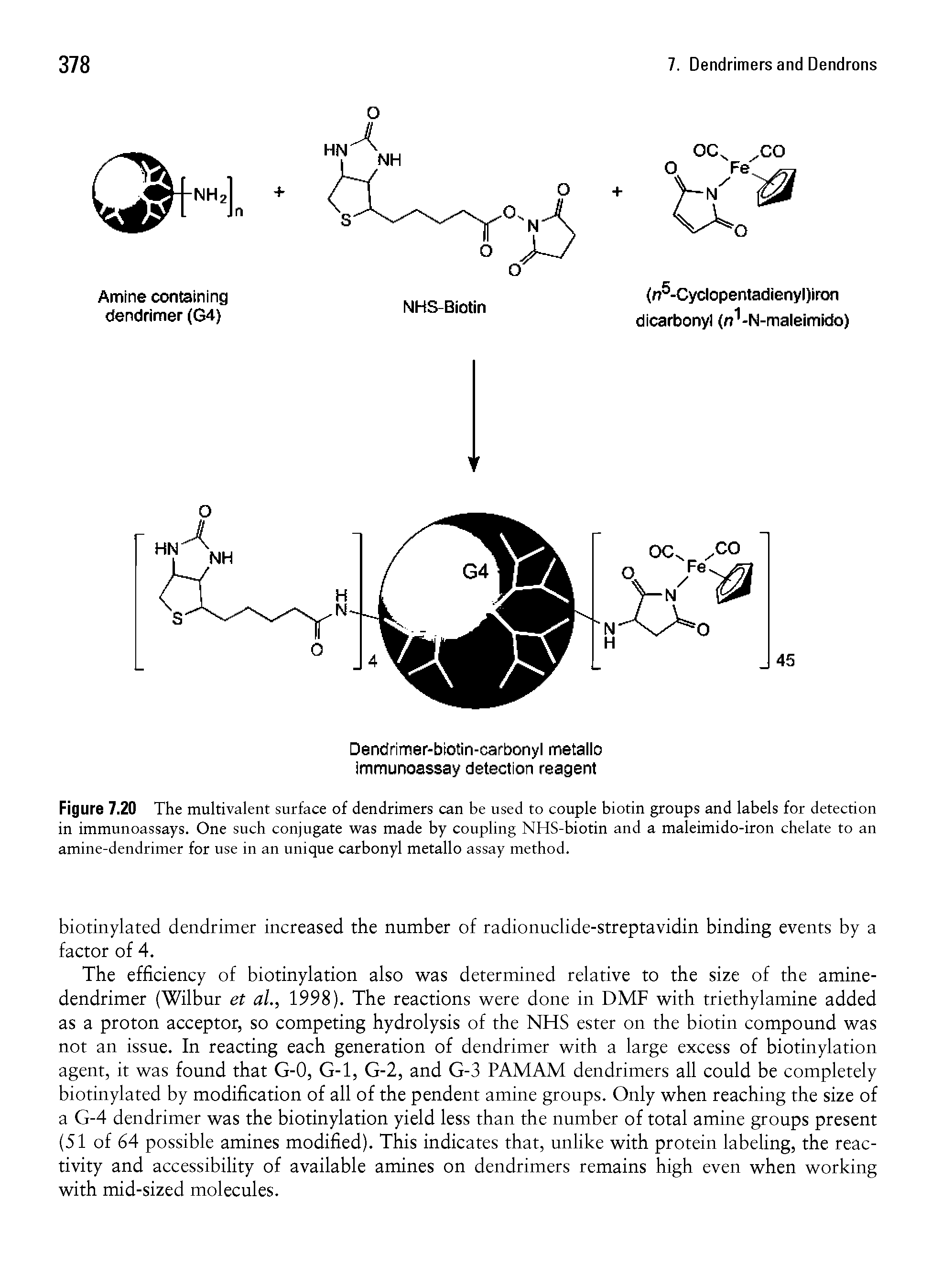 Figure 7.20 The multivalent surface of dendrimers can be used to couple biotin groups and labels for detection in immunoassays. One such conjugate was made by coupling NHS-biotin and a maleimido-iron chelate to an amine-dendrimer for use in an unique carbonyl metallo assay method.