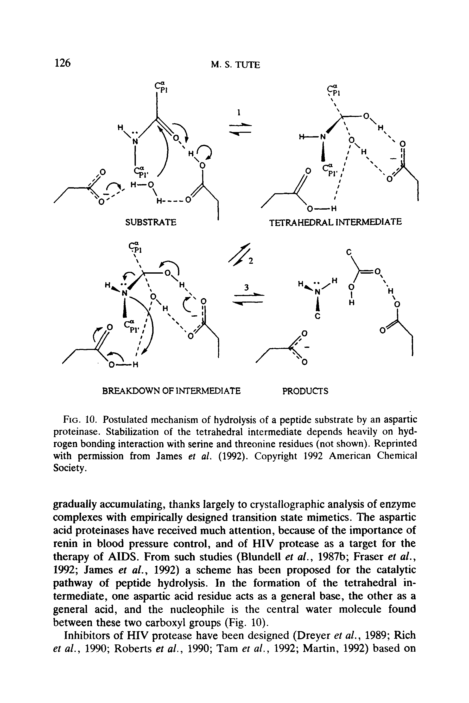 Fig. 10. Postulated mechanism of hydrolysis of a peptide substrate by an aspartic proteinase. Stabilization of the tetrahedral intermediate depends heavily on hydrogen bonding interaction with serine and threonine residues (not shown). Reprinted with permission from James et al. (1992). Copyright 1992 American Chemical Society.