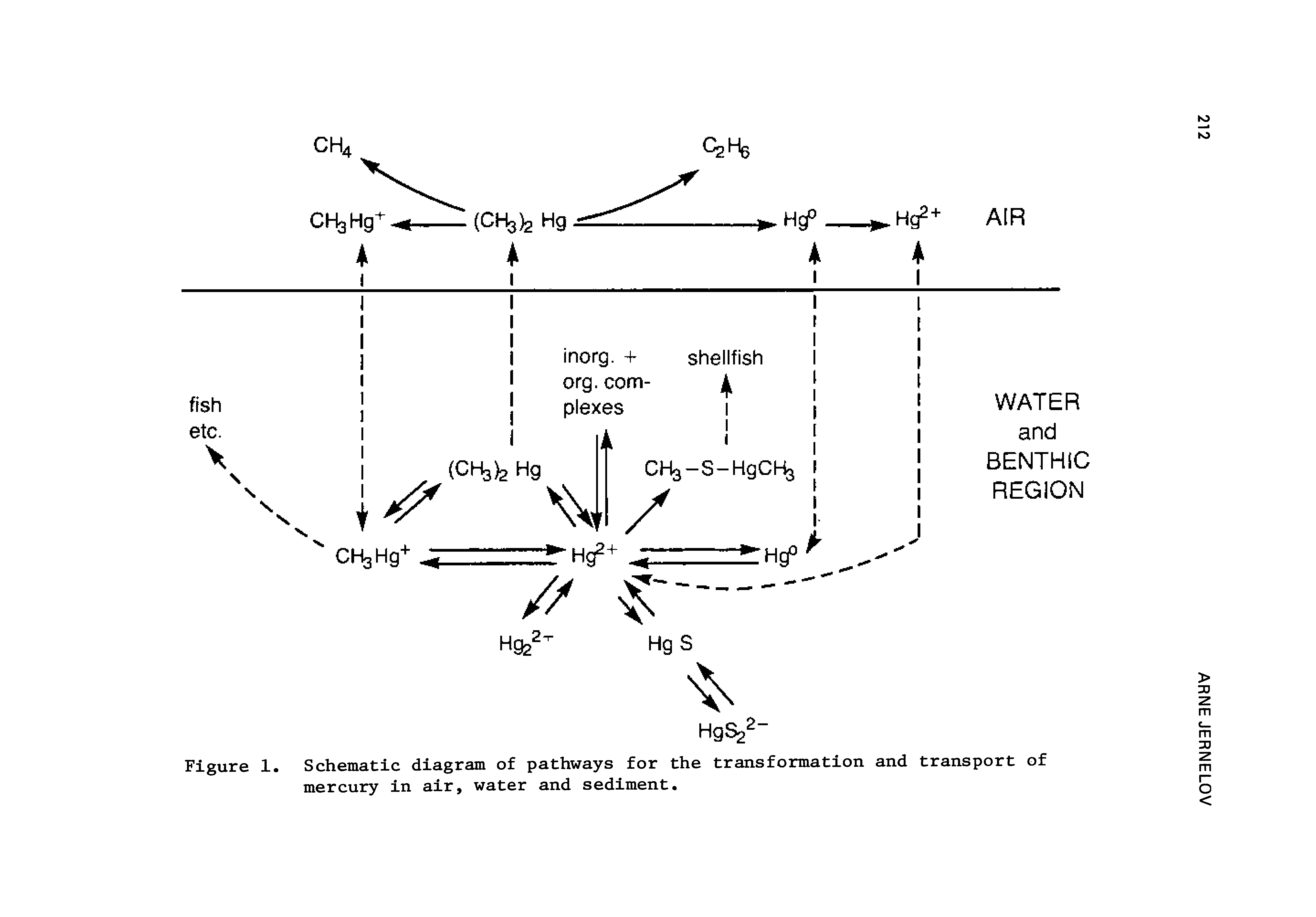 Figure 1. Schematic diagram of pathways for the transformation and transport of mercury in air, water and sediment.