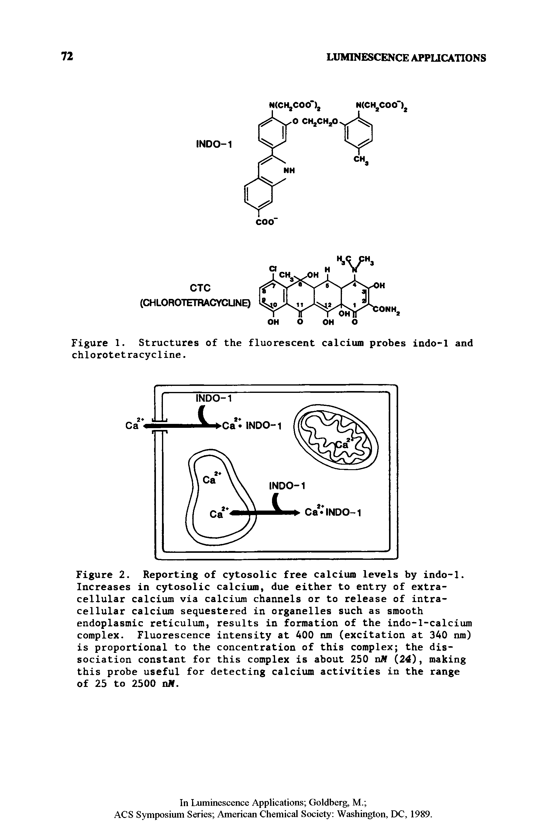 Figure 2. Reporting of cytosolic free calcium levels by indo-1. Increases in cytosolic calcium, due either to entry of extracellular calcium via calcium channels or to release of intracellular calcium sequestered in organelles such as smooth endoplasmic reticulum, results in formation of the indo-l-calcium complex. Fluorescence intensity at 400 nm (excitation at 340 nm) is proportional to the concentration of this complex the dissociation constant for this complex is about 250 nff (24), making this probe useful for detecting calcium activities in the range of 25 to 2500 nJ. ...