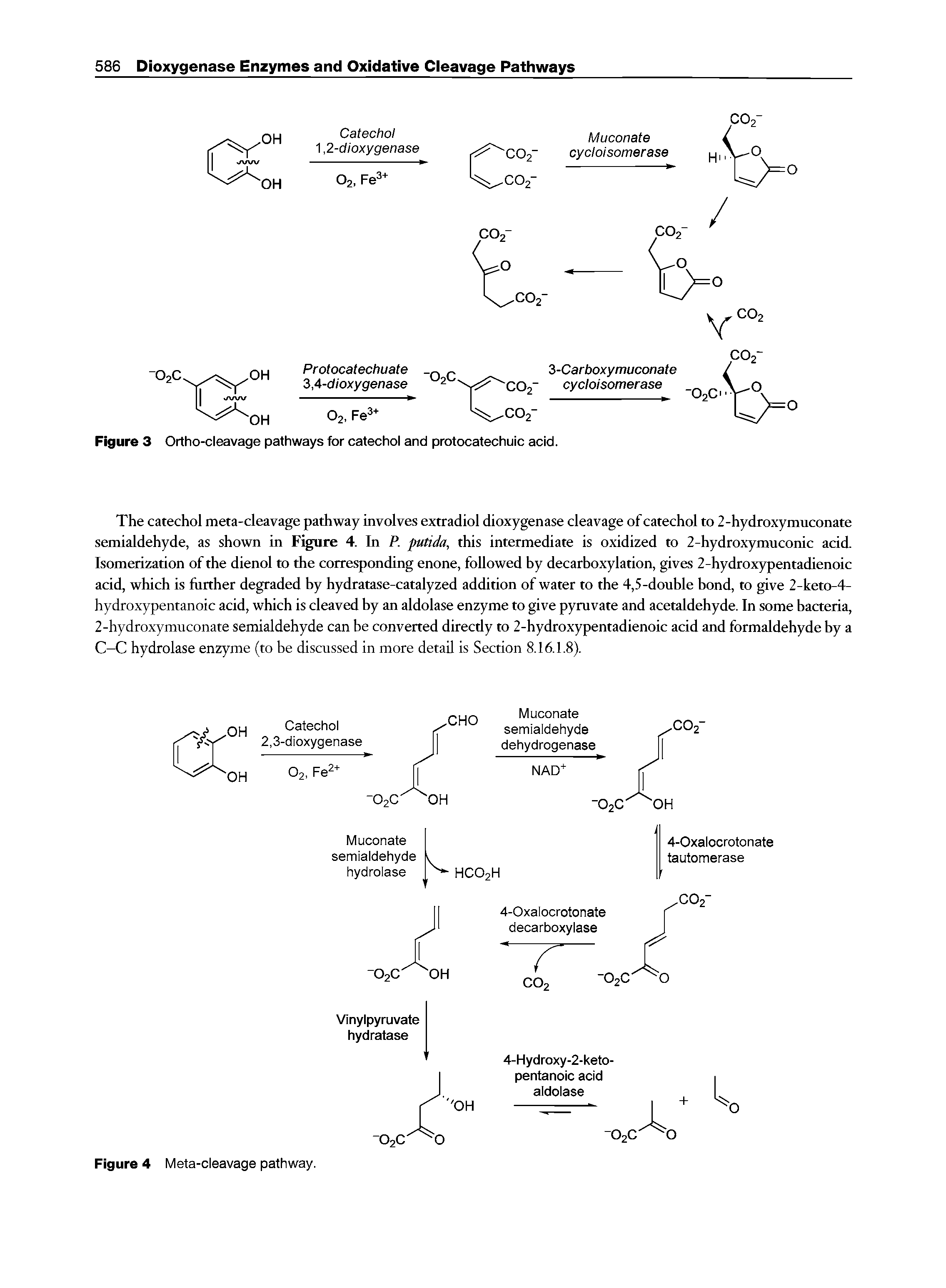 Figure 3 Ortho-cleavage pathways for catechol and protocatechuic acid.