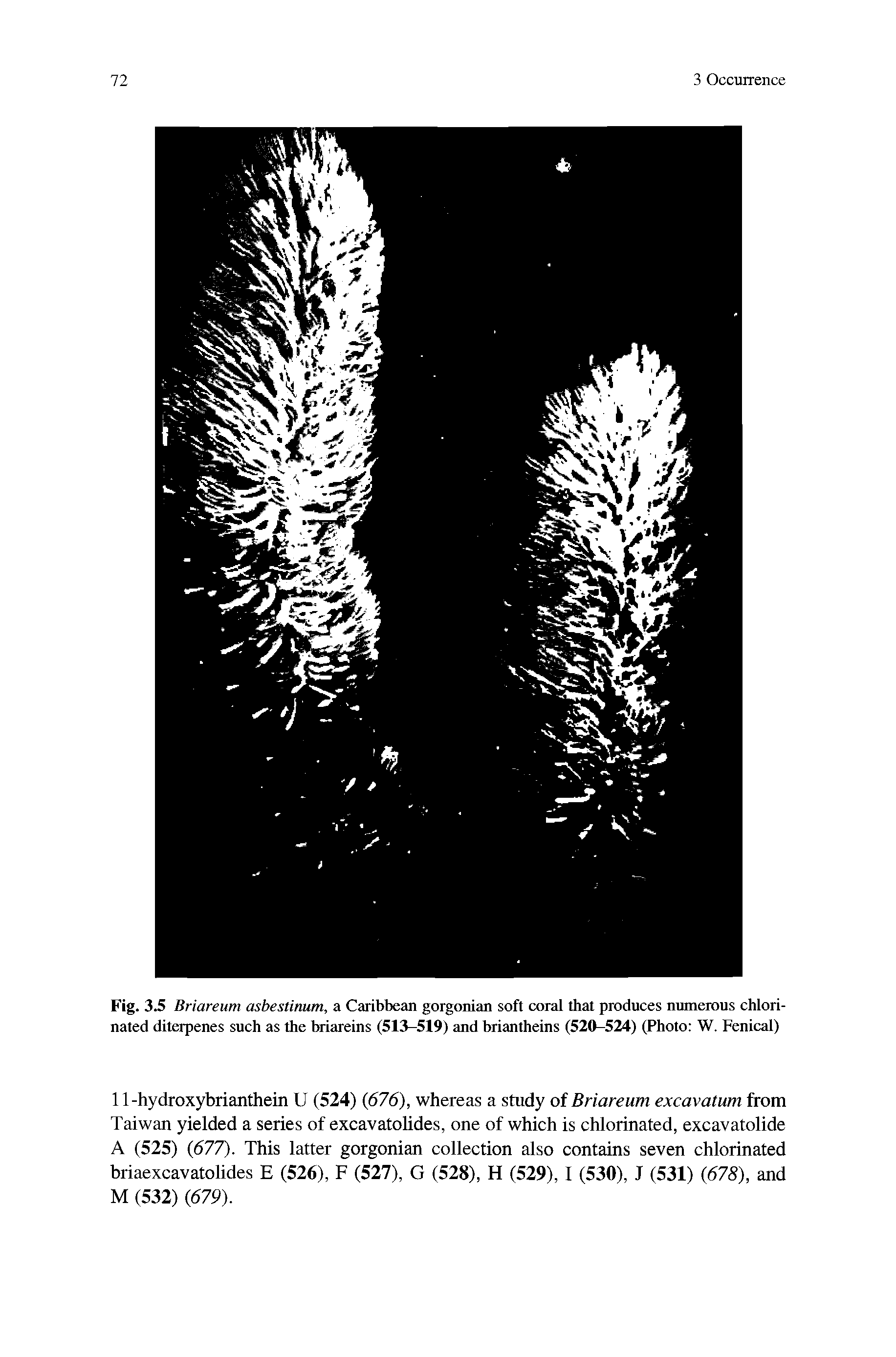 Fig. 3.5 Briareum asbestinum, a Caribbean gorgonian soft coral that produces numerous chlorinated diterpenes such as the briareins (513-519) and briantheins (520-524) (Photo W. Fenical)...