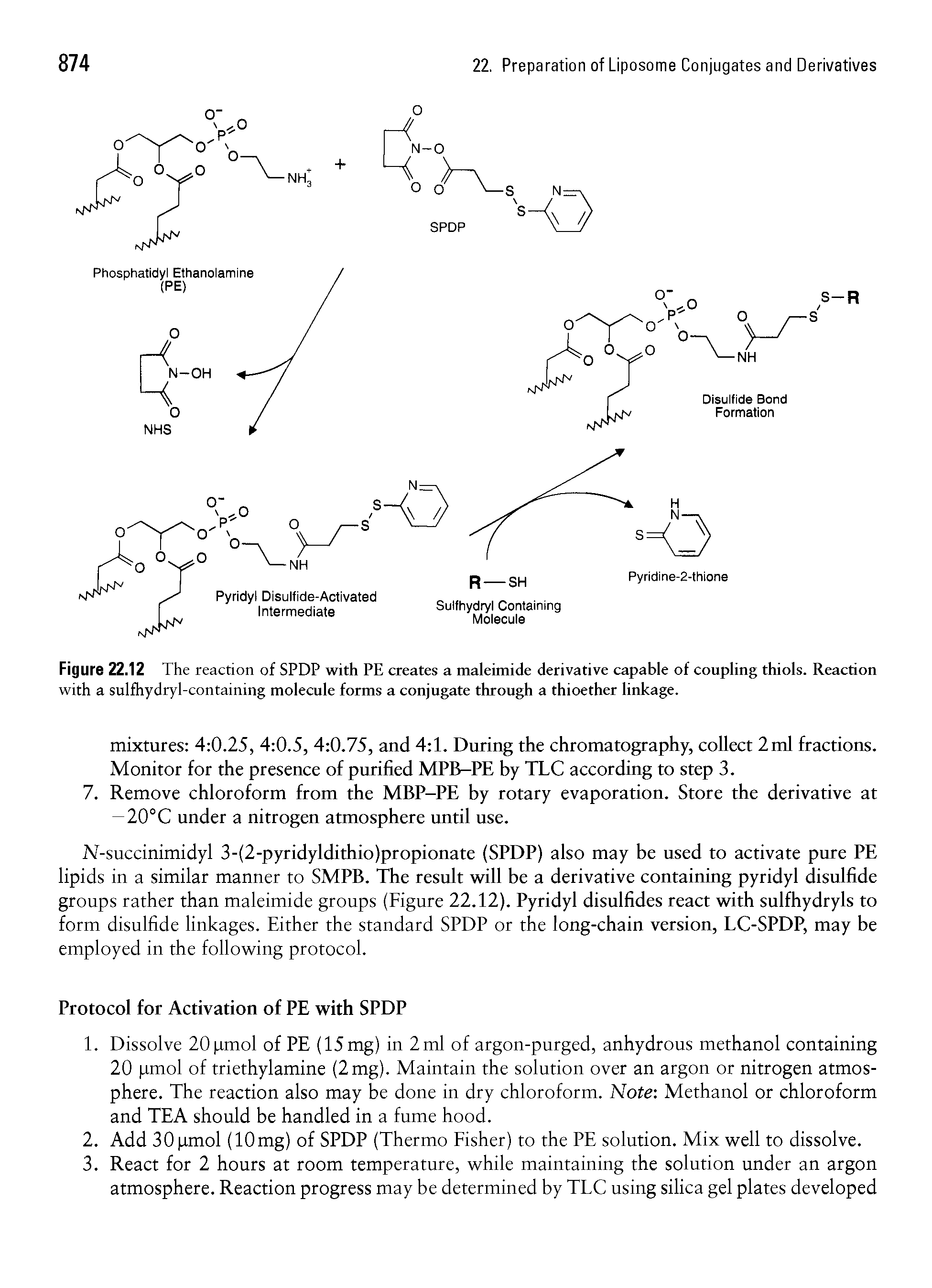 Figure 22.12 The reaction of SPDP with PE creates a maleimide derivative capable of coupling thiols. Reaction with a sulfhydryl-containing molecule forms a conjugate through a thioether linkage.