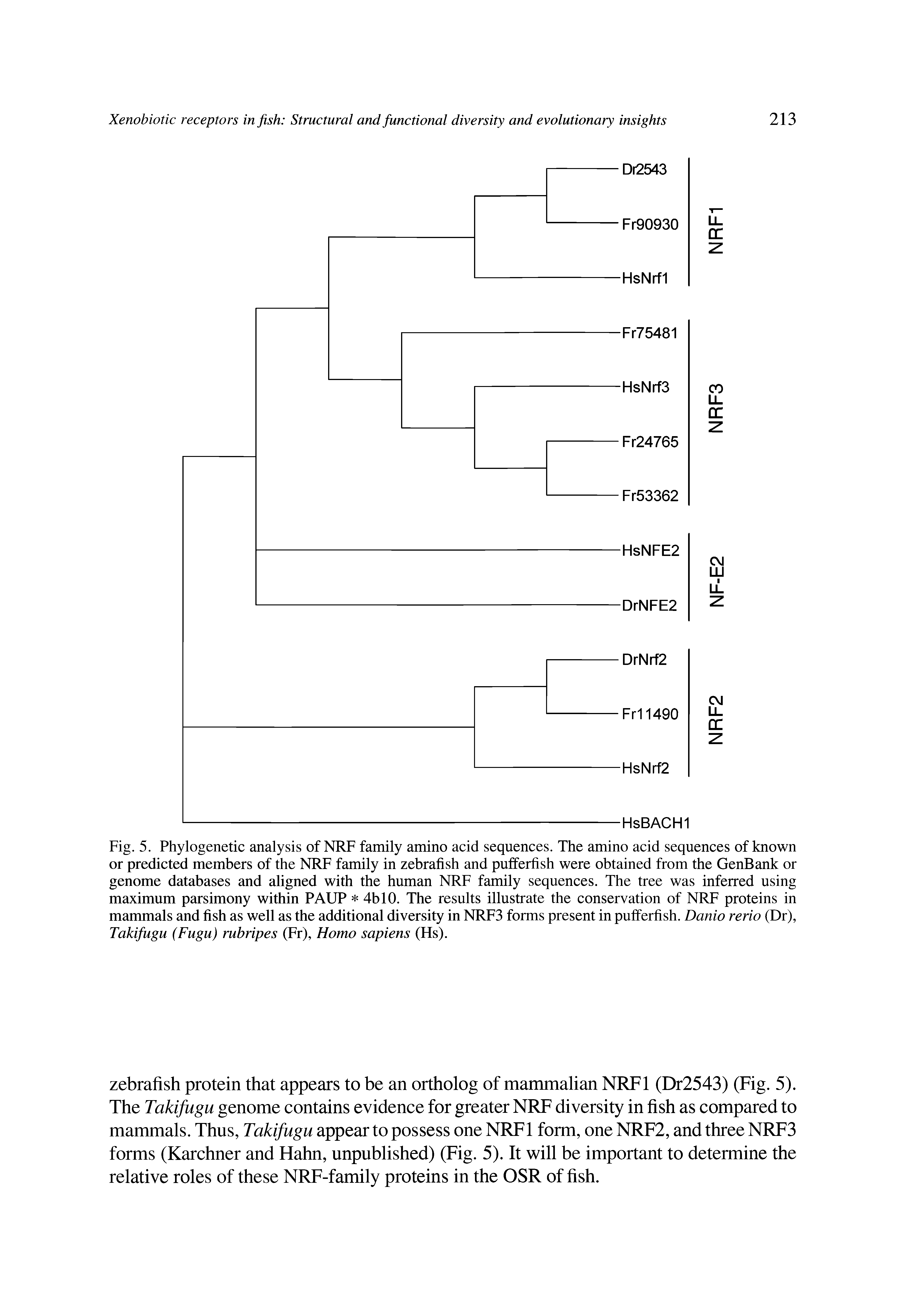 Fig. 5. Phylogenetic analysis of NRF family amino acid sequences. The amino acid sequences of known or predicted members of the NRF family in zebrafish and pufferfish were obtained from the GenBank or genome databases and aligned with the human NRF family sequences. The tree was inferred using maximum parsimony within PAUP 4b 10. The results illustrate the conservation of NRF proteins in mammals and fish as well as the additional diversity in NRF3 forms present in pufferfish. Danio rerio (Dr), Takifugu (Fugu) rubripes (Fr), Homo sapiens (Hs).