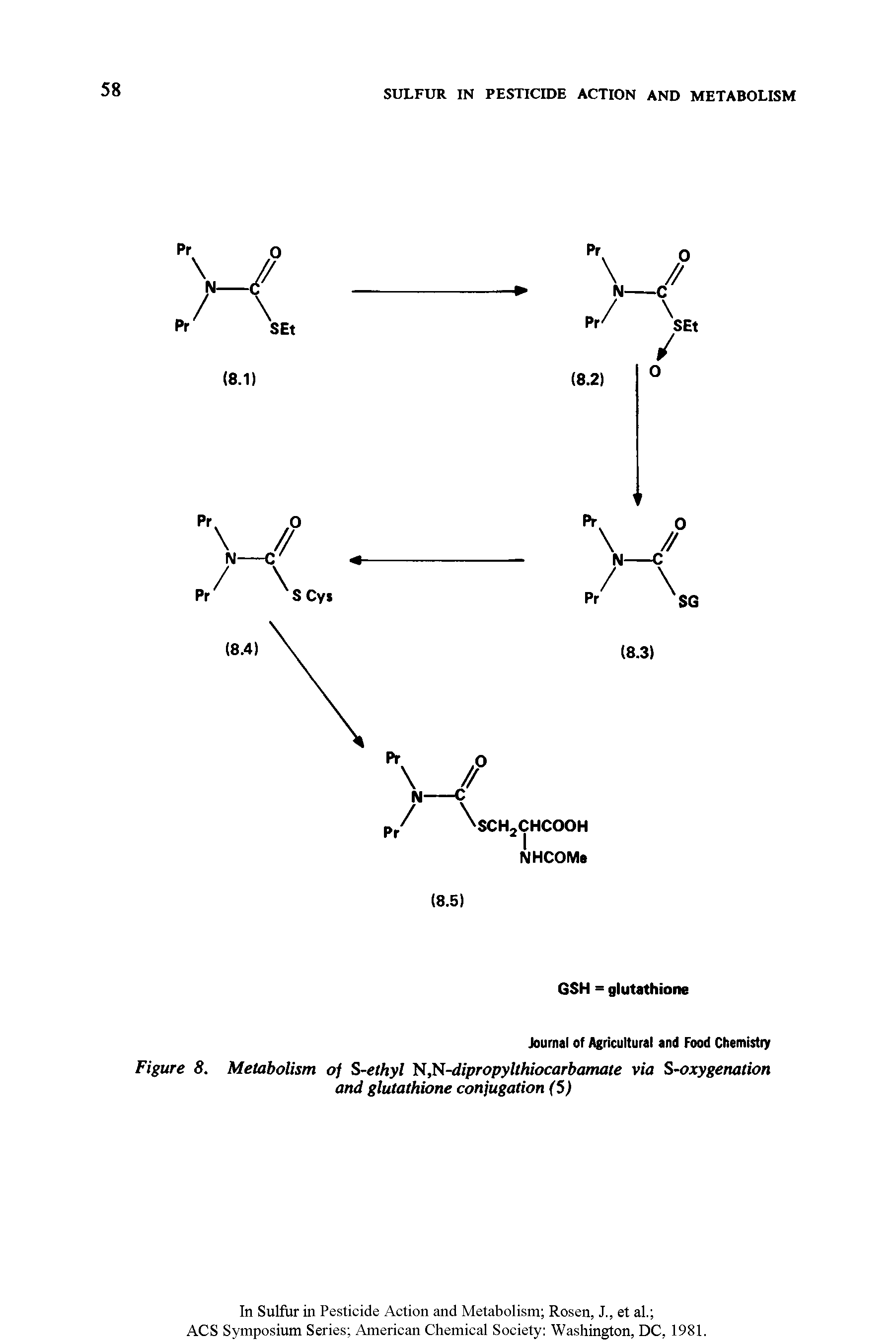 Figure 8. Metabolism of S-ethyl H, ti-dipropylthiocarbamate via S-oxygenation and glutathione conjugation (5)...