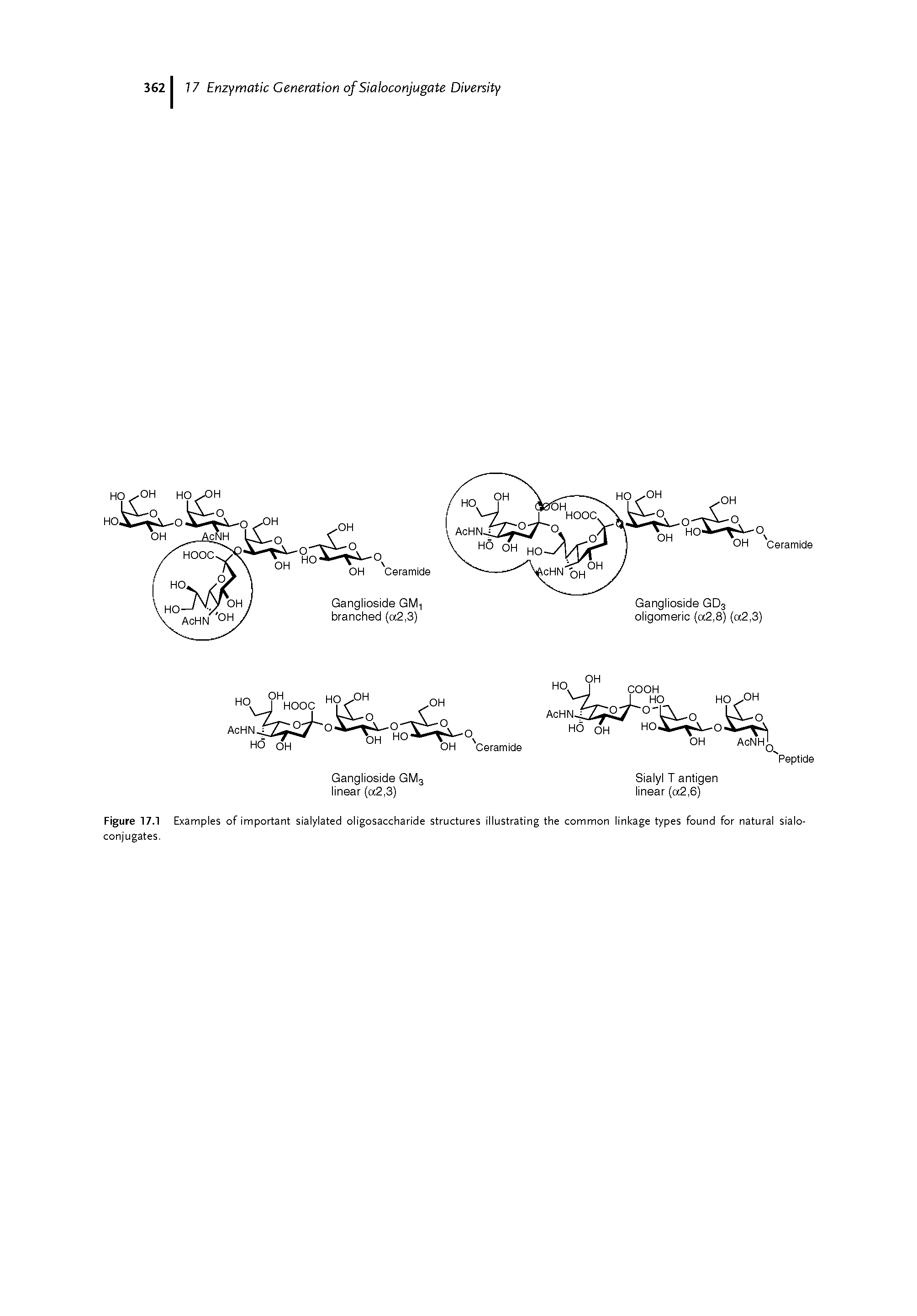 Figure 17.1 Examples of important sialylated oligosaccharide structures illustrating the common linkage types found for natural sialo-conjugates-...