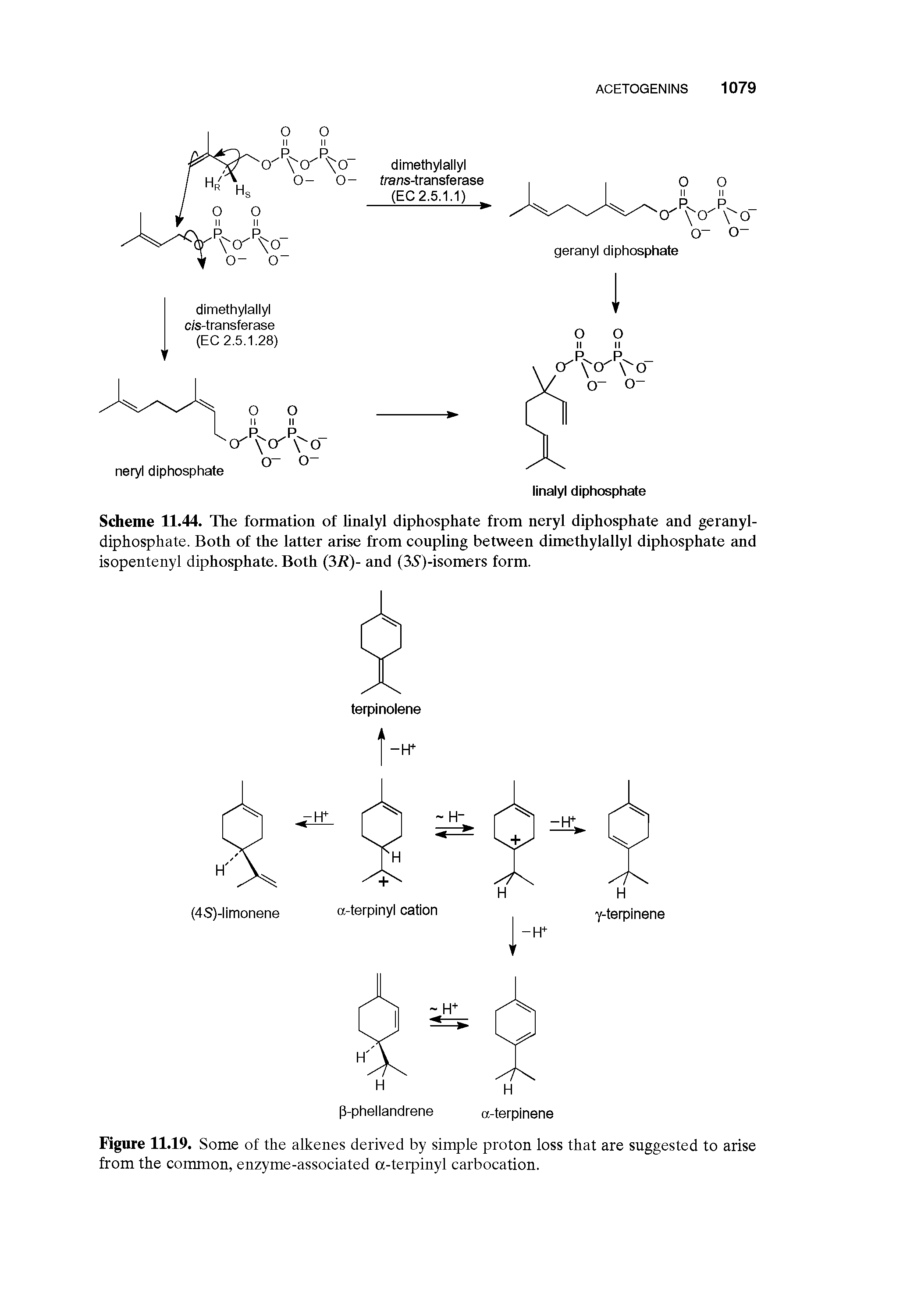 Scheme 11.44. The formation of linalyl diphosphate from neryl diphosphate and geranyl-diphosphate. Both of the latter arise from coupling between dimethylallyl diphosphate and isopentenyl diphosphate. Both (31 )- and (35)-isomers form.