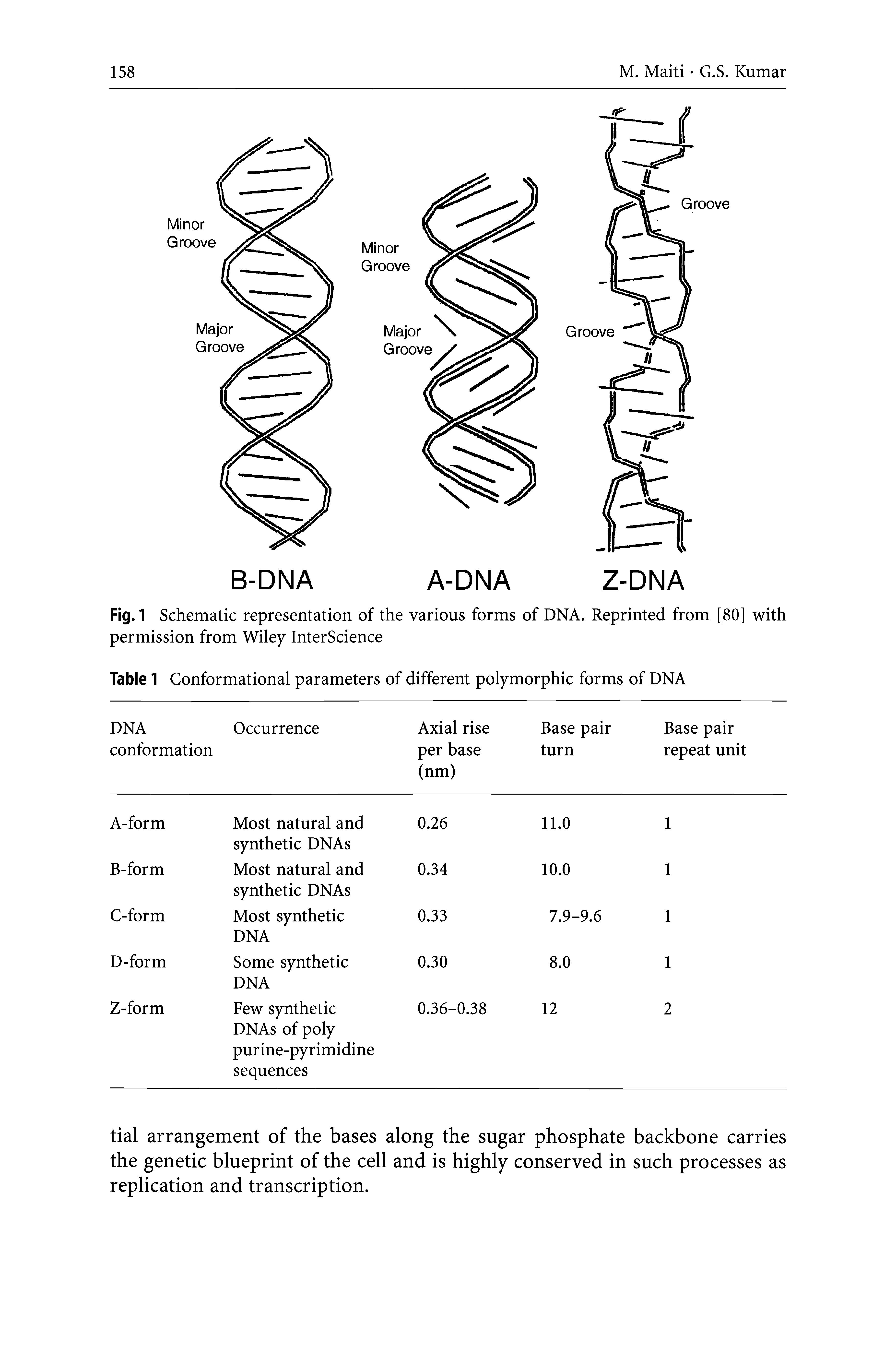 Table 1 Conformational parameters of different polymorphic forms of DNA...