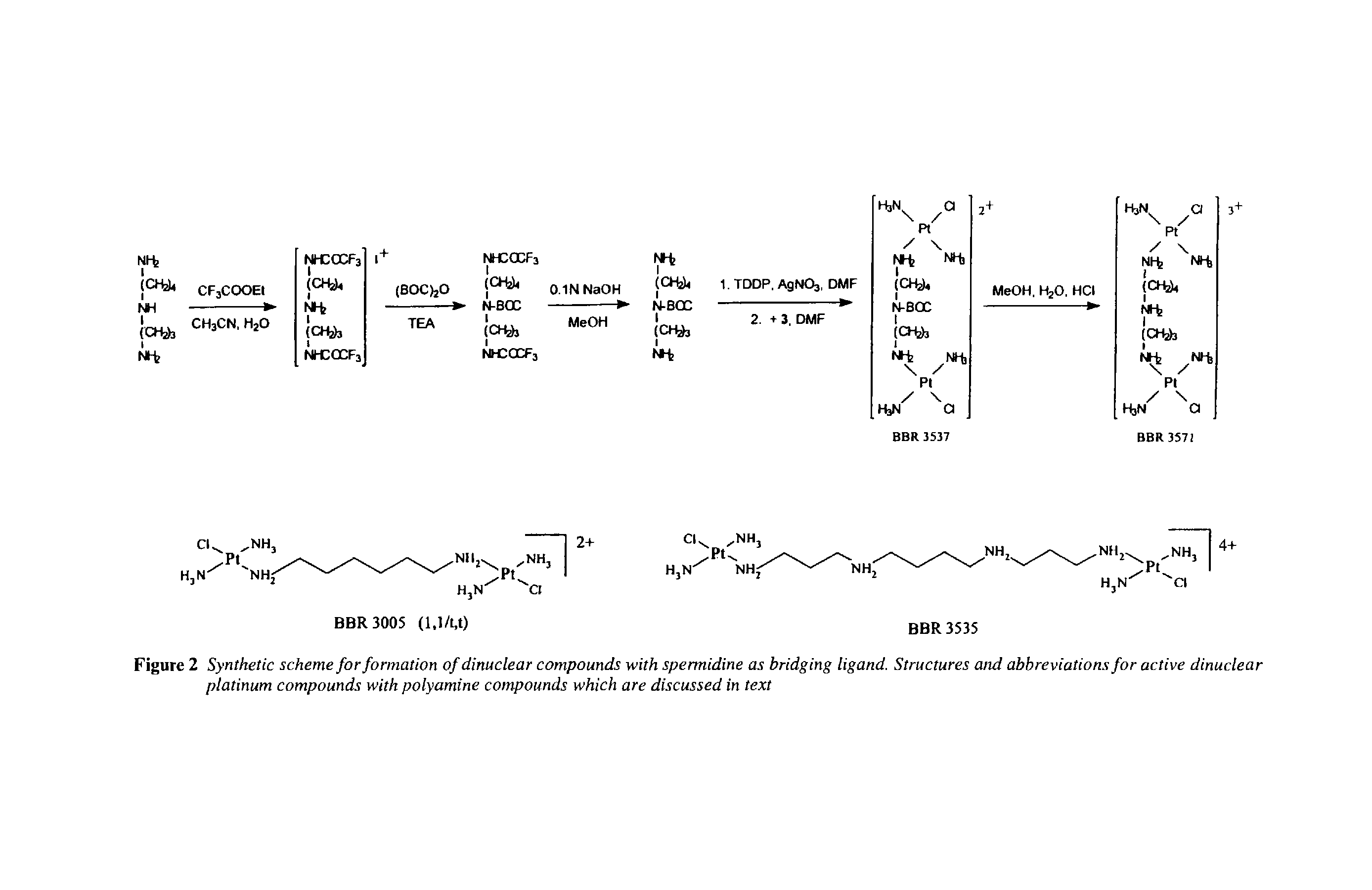 Figure 2 Synthetic scheme for formation of dinuclear compounds with spermidine as bridging ligand. Structures and abbreviations for active dinuclear platinum compounds with polyamine compounds which are discussed in text...