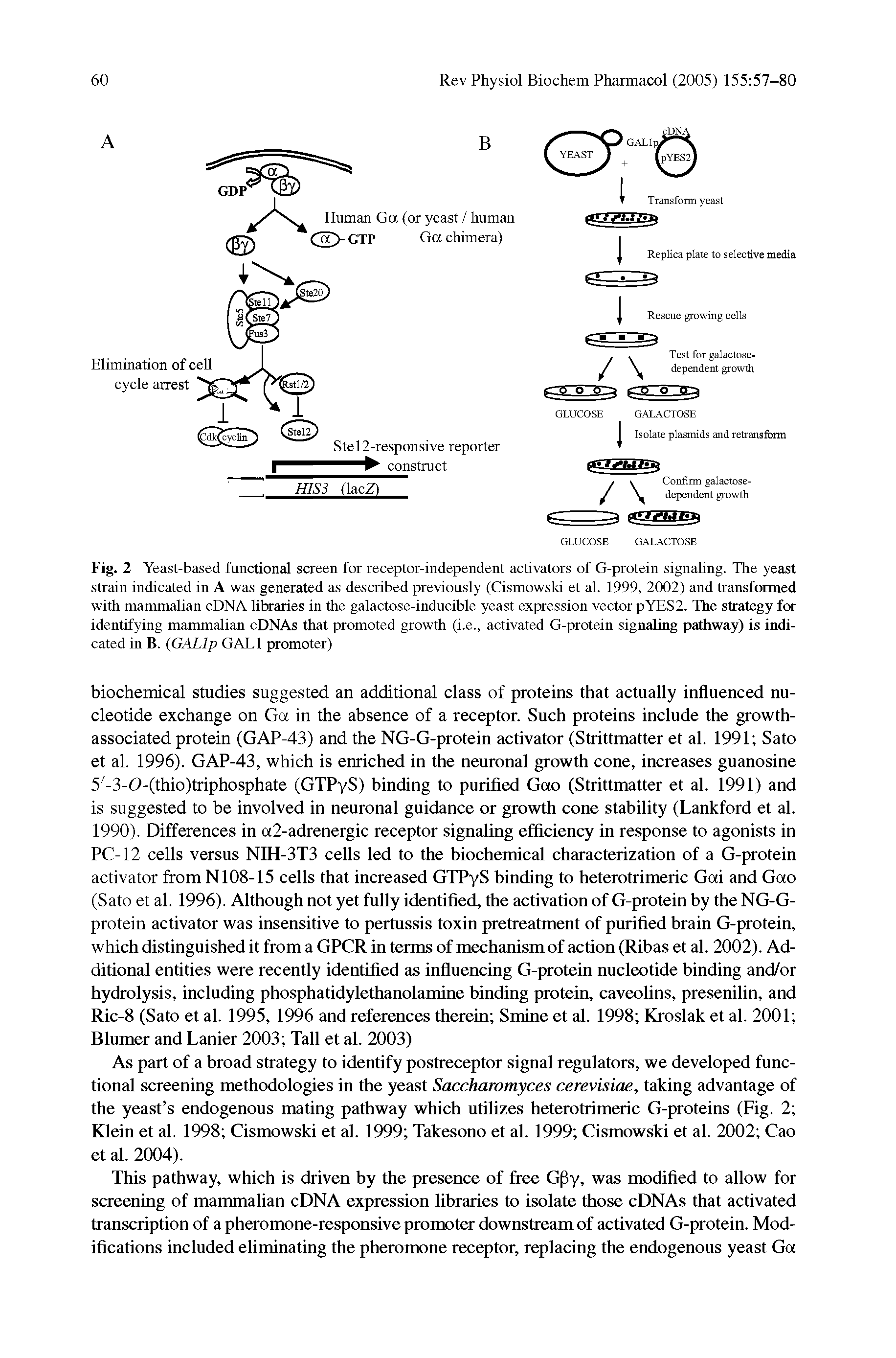 Fig. 2 Yeast-based functional screen for receptor-independent activators of G-protein signaling. The yeast strain indicated in A was generated as described previously (Cismowski et al. 1999, 2002) and transformed with mammalian cDNA libraries in the galactose-inducible yeast expression vector pYES2. The strategy for identifying mammalian cDNAs that promoted growth (i.e., activated G-protein signaling pathway) is indicated in B. GALlp GALl promoter)...