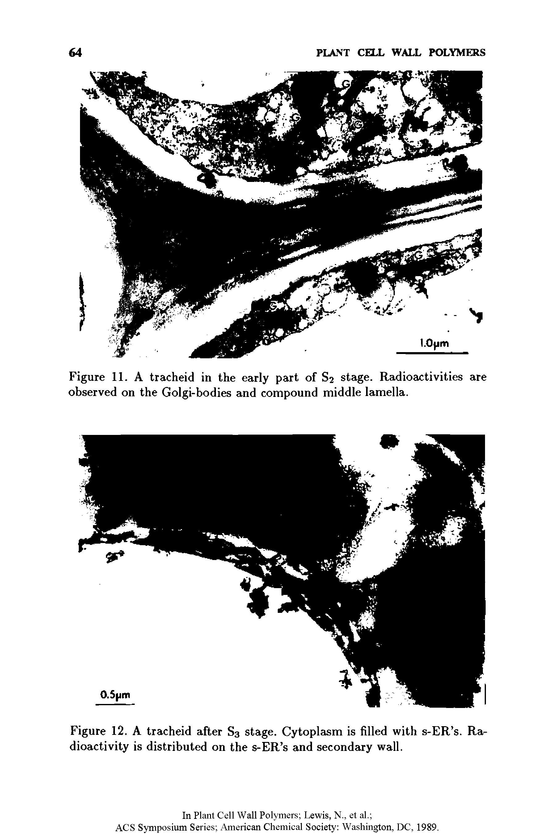 Figure 12. A tracheid after S3 stage. Cytoplasm is filled with s-ER s. Radioactivity is distributed on the s-ER s and secondary wall.